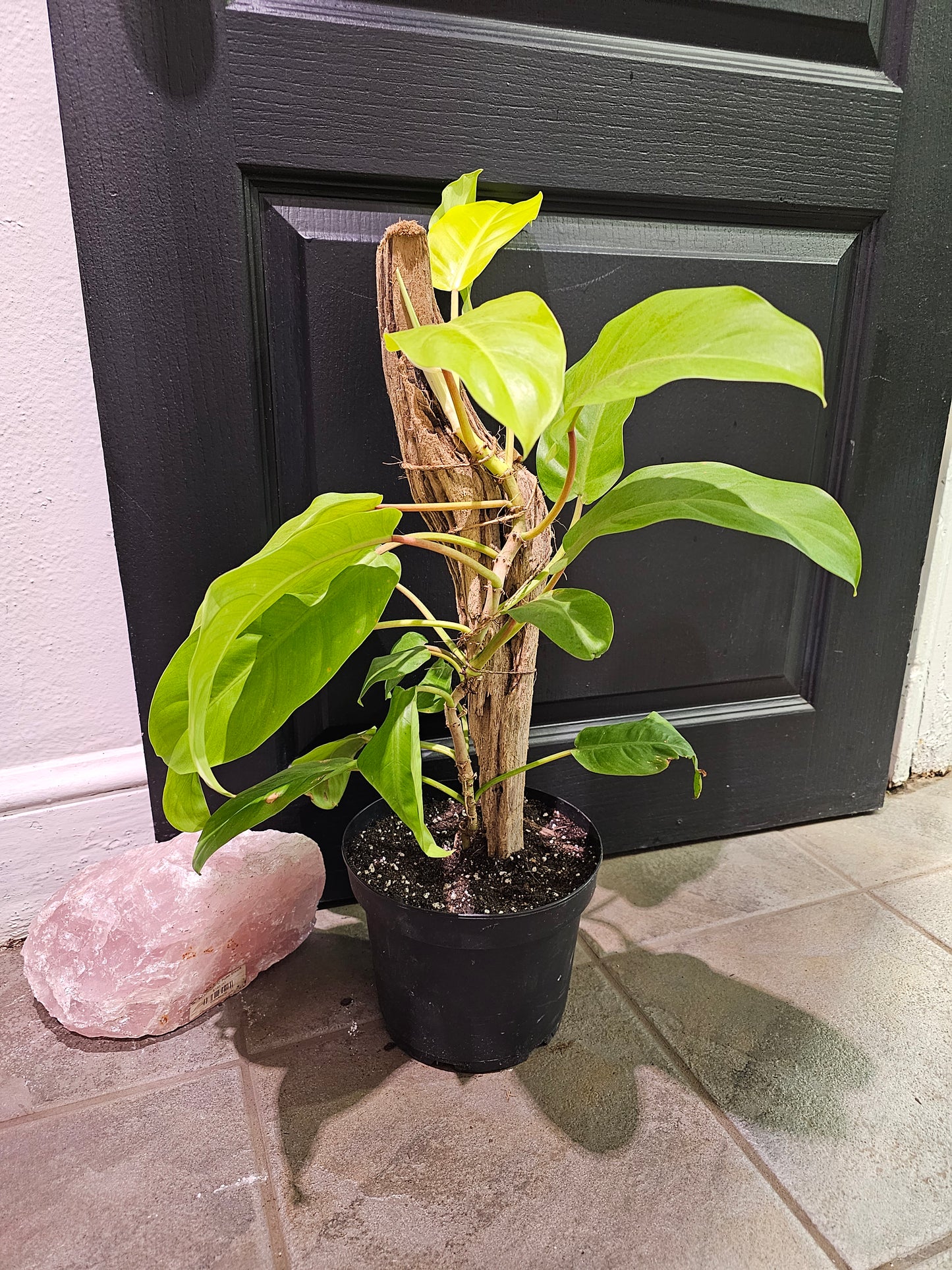Golden Goddess Philodendron