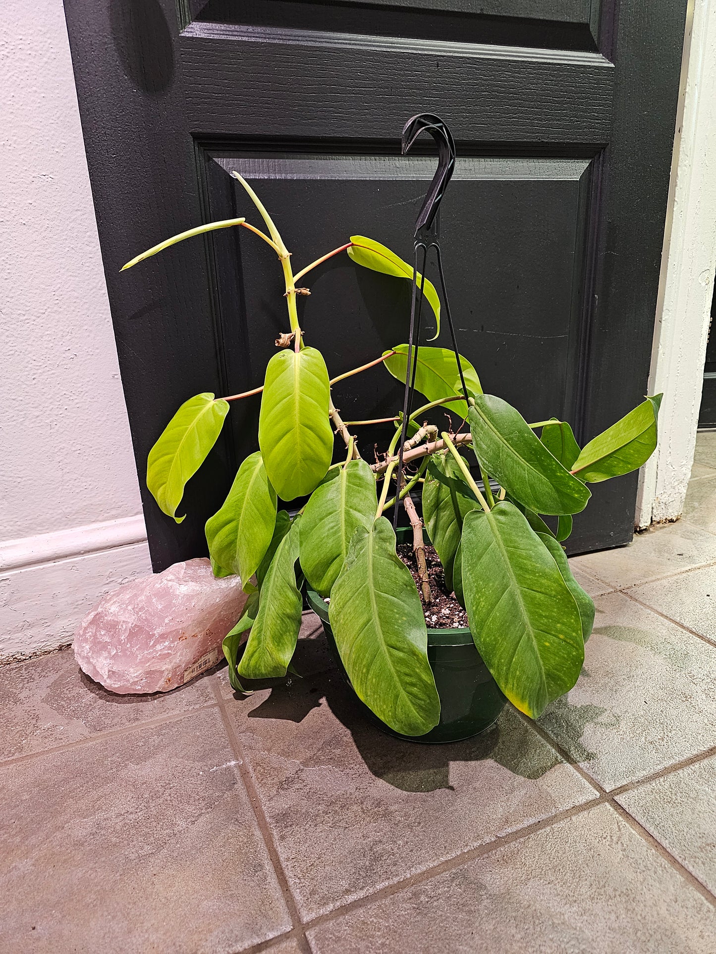 Golden Goddess Philodendron