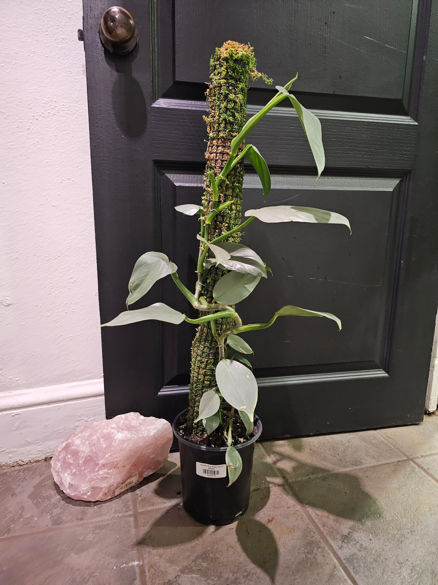 Philodendron Silver Sword