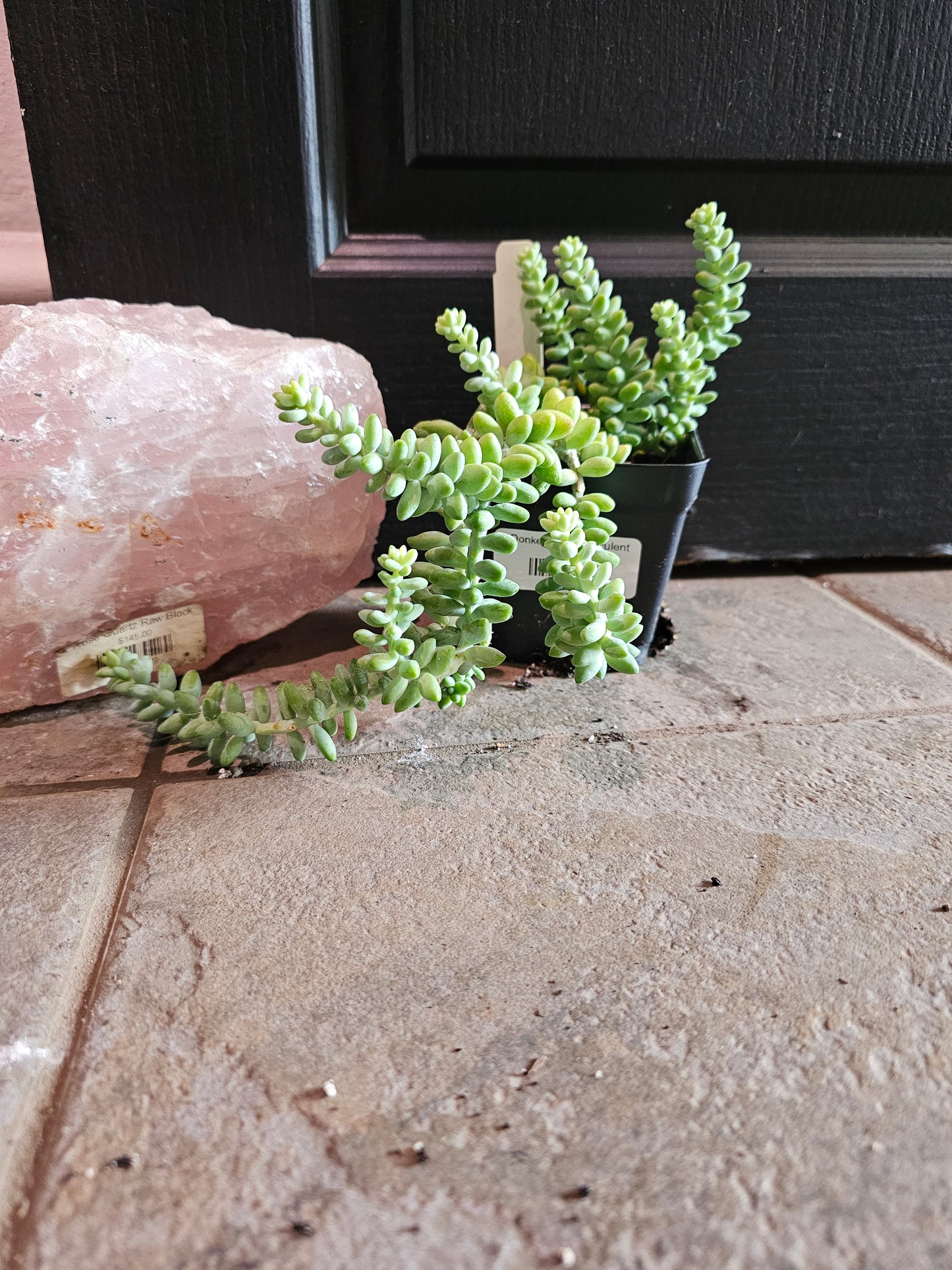 Burro's Tail