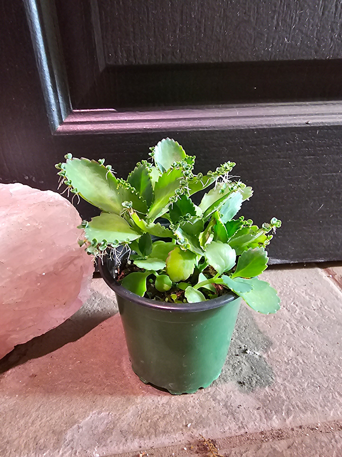 Kalanchoe Daigremontiana 'Mother Of Thousands'