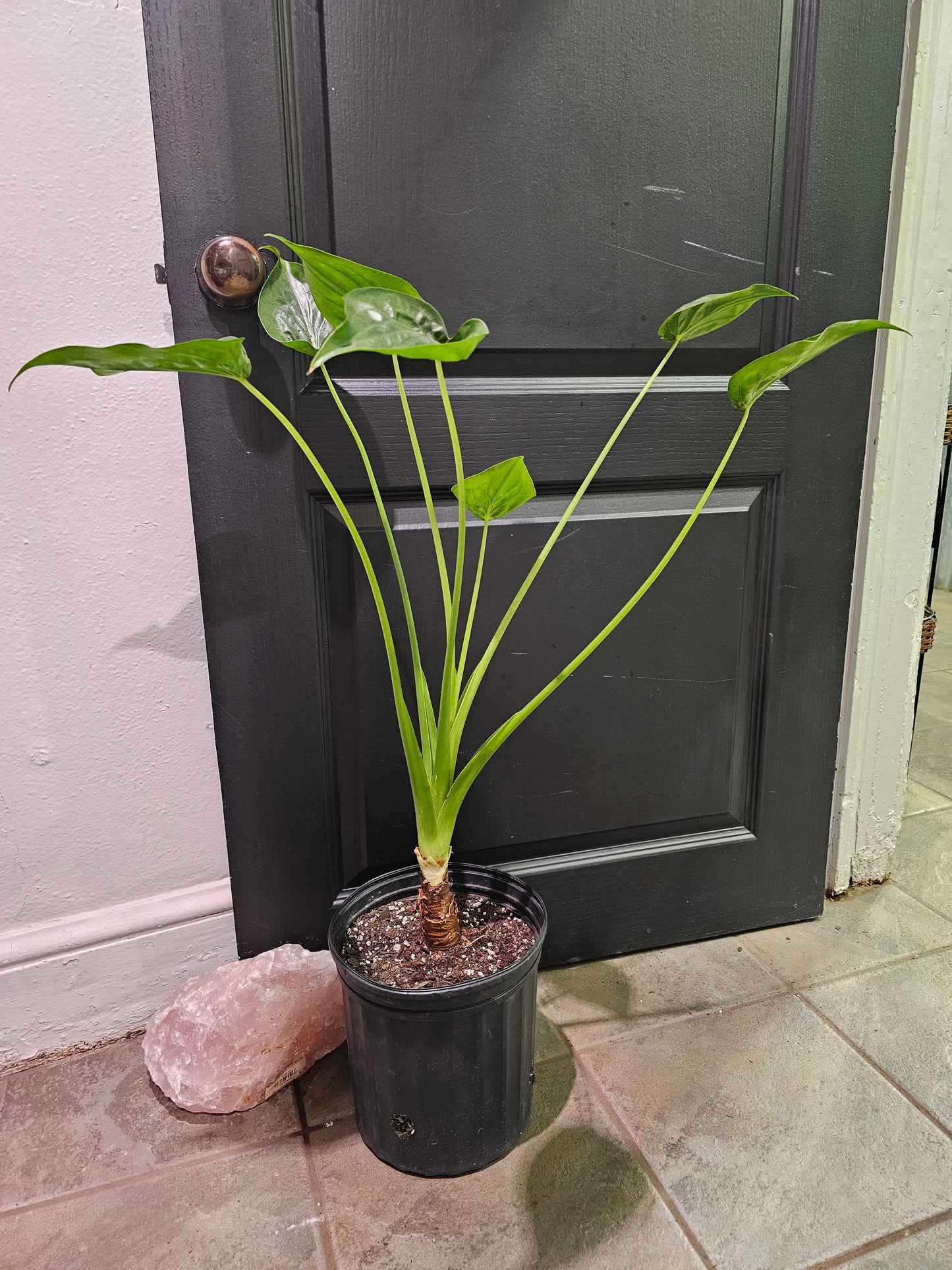 Alocasia Tiny Dancer