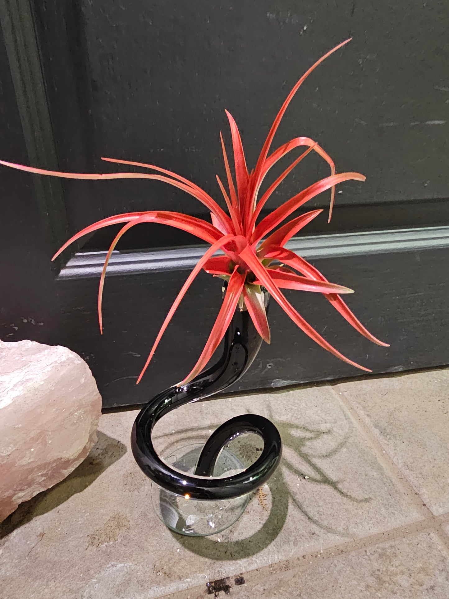 Air Plant - Tillandsia Prem Red Abdita