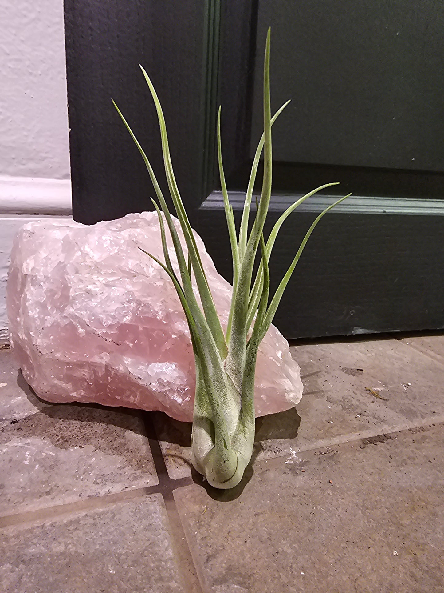 Air Plant - Tillandsia Caput Medusae