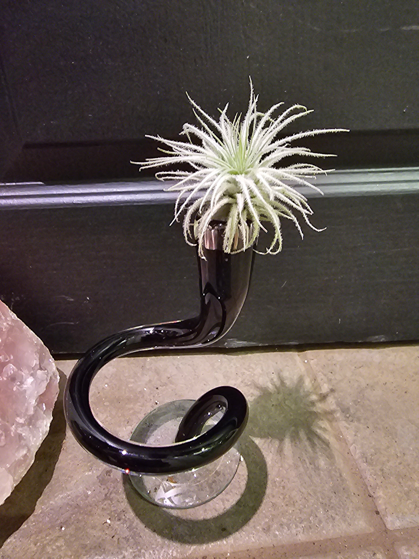 Airplant- Tillandsia Tectorum