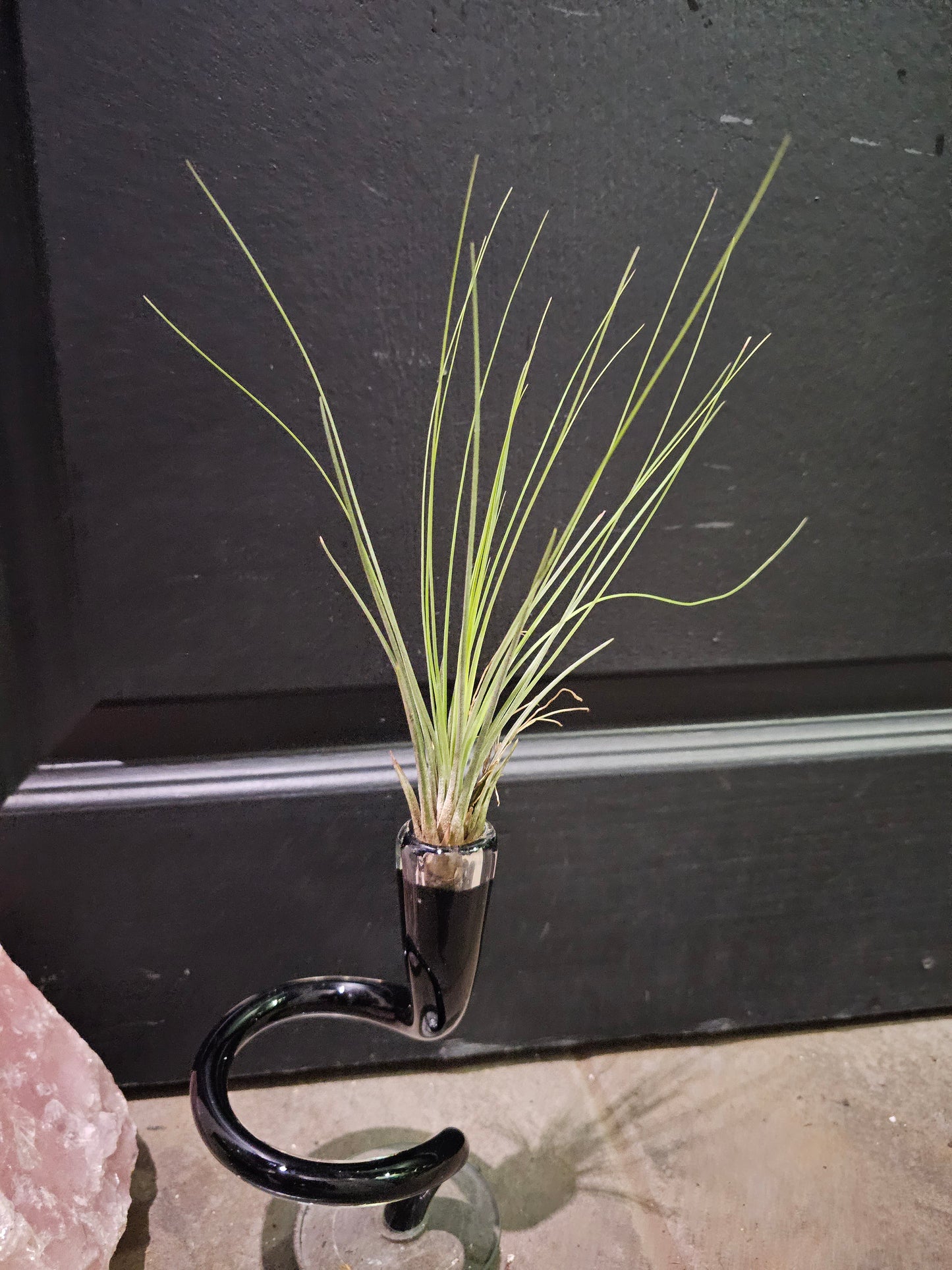 Tillandisa Juncifolia