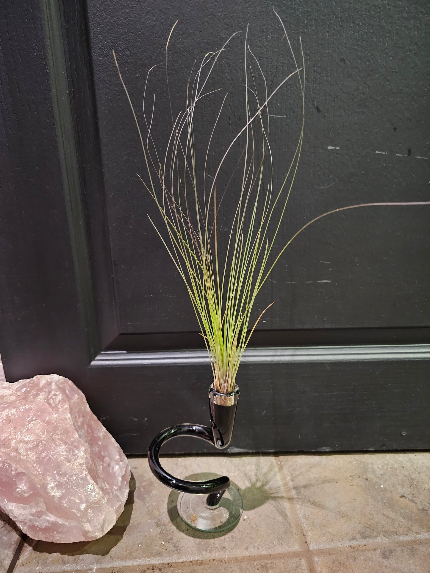 Tillandisa Juncifolia