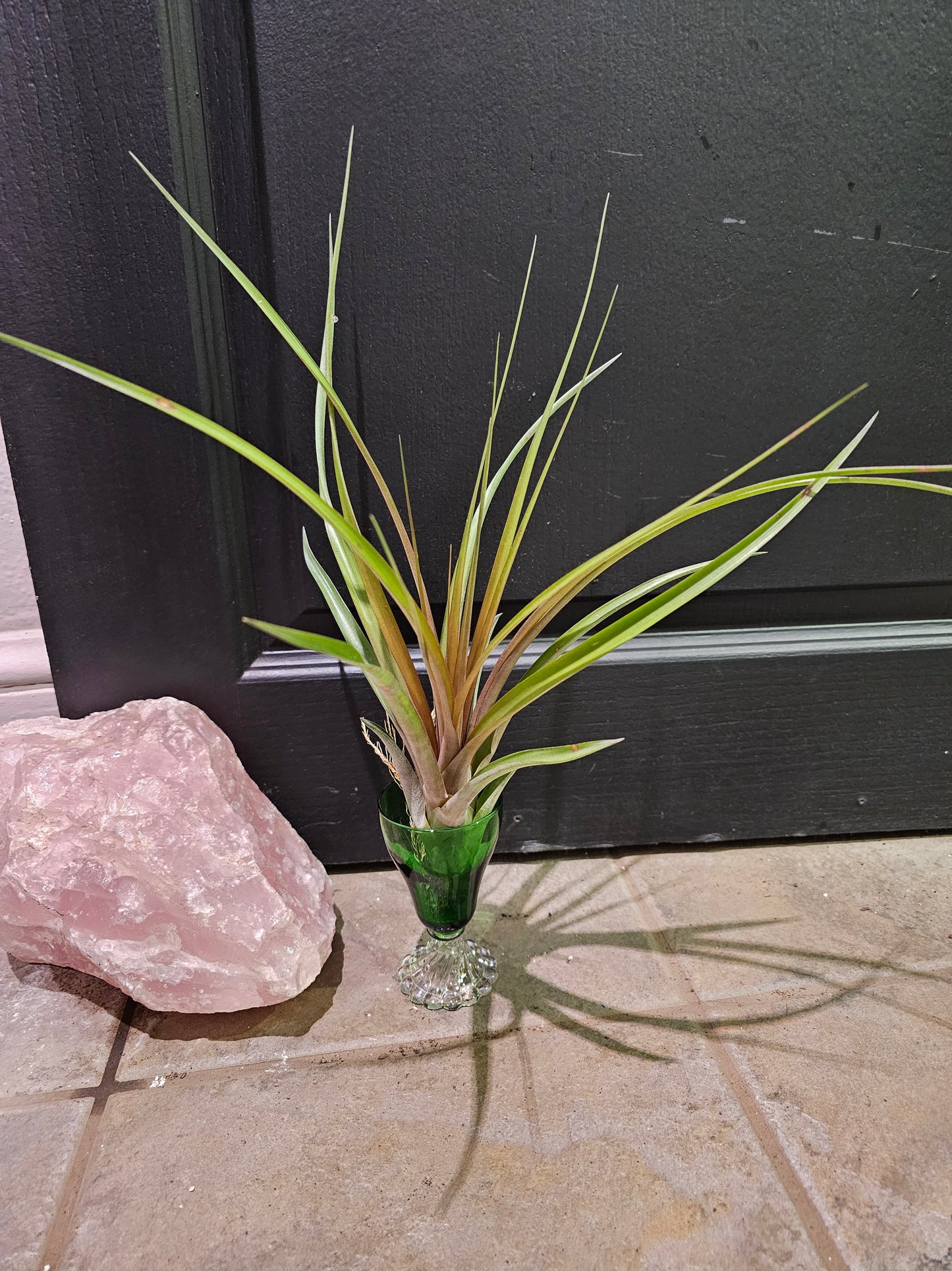 Air Plant- Capitata Maroon
