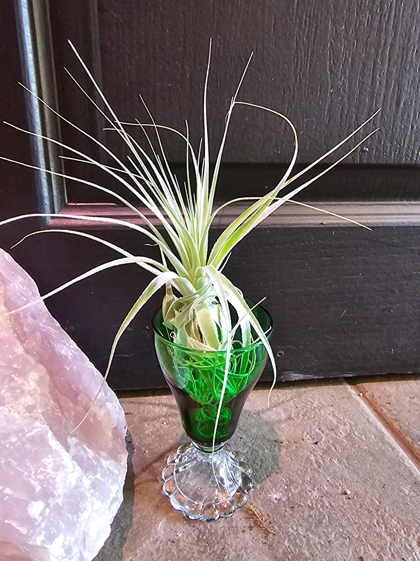 Air Plant - Tillandsia Gardnerii