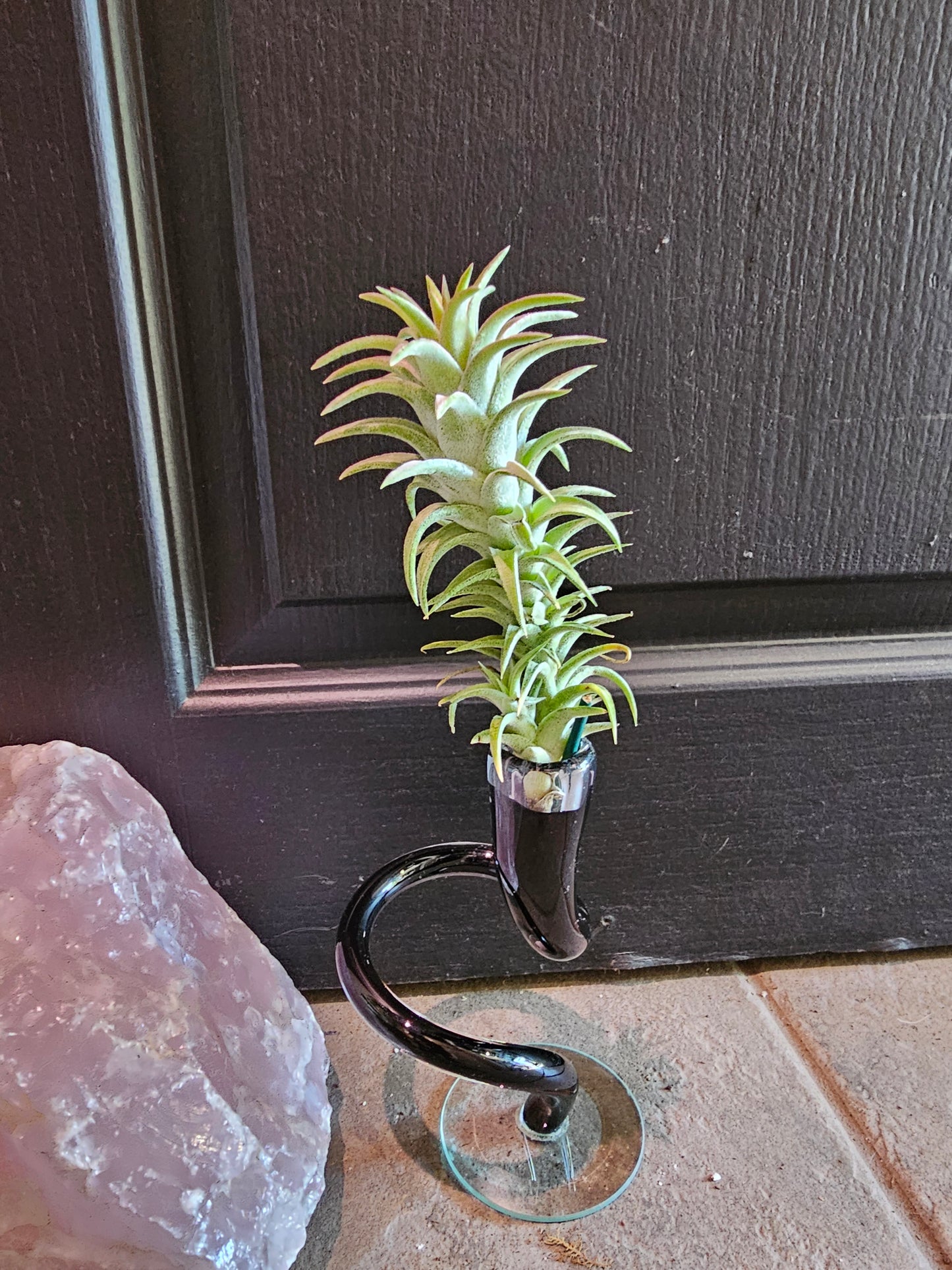 Air Plant - Tillandsia Ionantha Vanhyningii