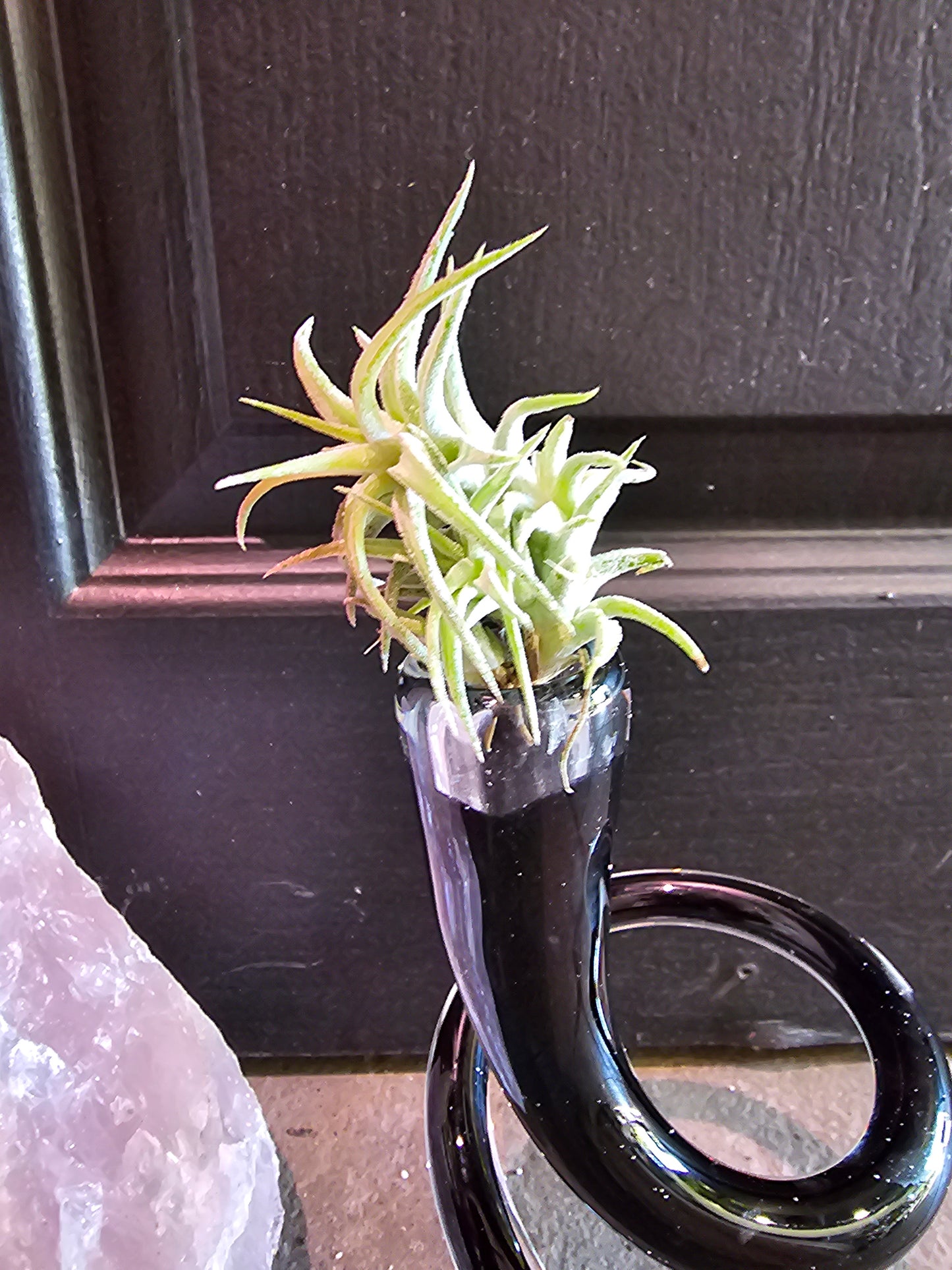 Air Plant - Tillandsia Ionantha Vanhyningii