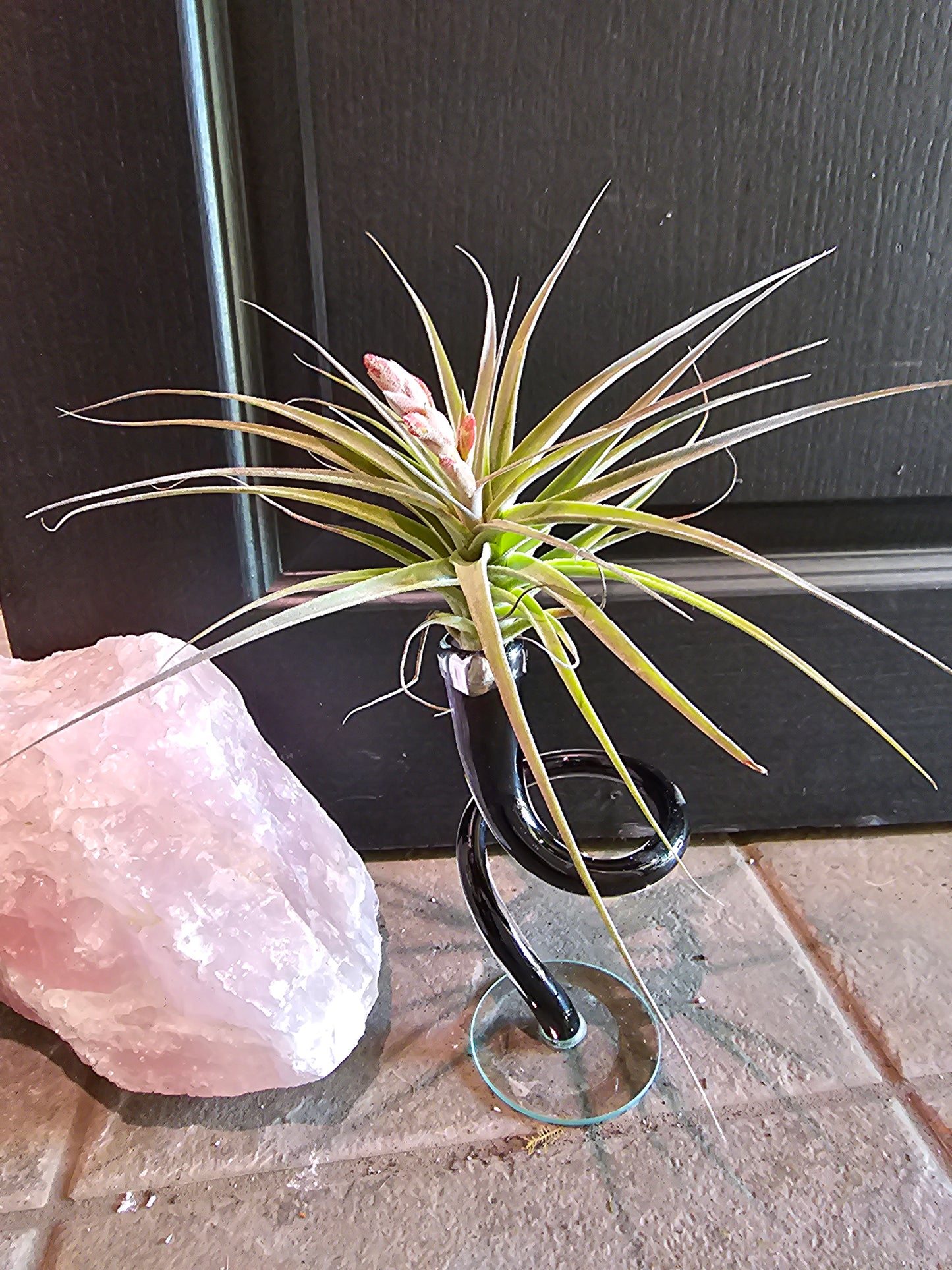 Air Plant - Tillandsia Murorum