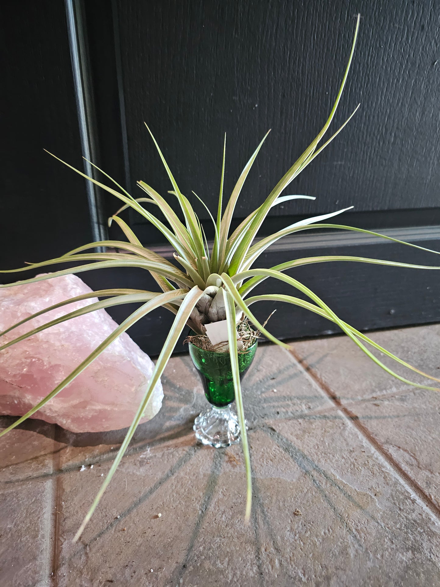 Air Plant - Tillandsia Fasciculata Tropiflora