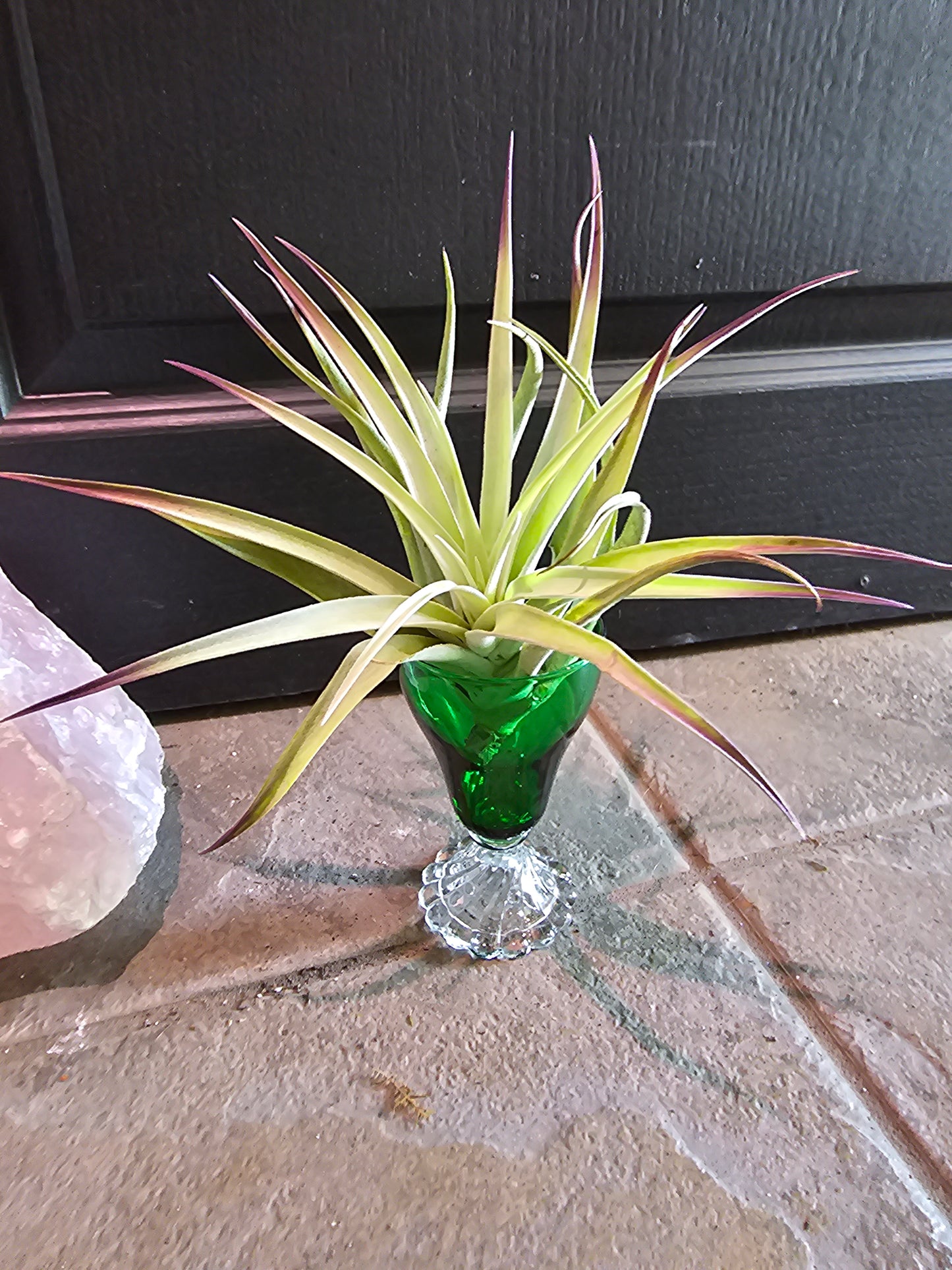 Airplant - Tillandsia Plagiotropica Purple
