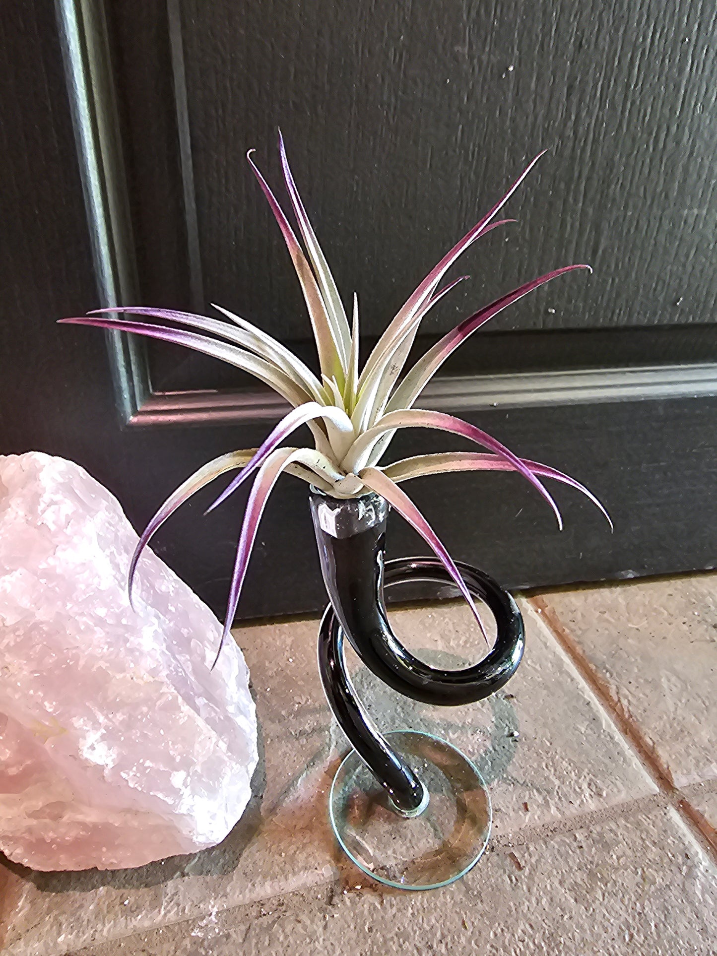 Airplant - Tillandsia Plagiotropica Purple