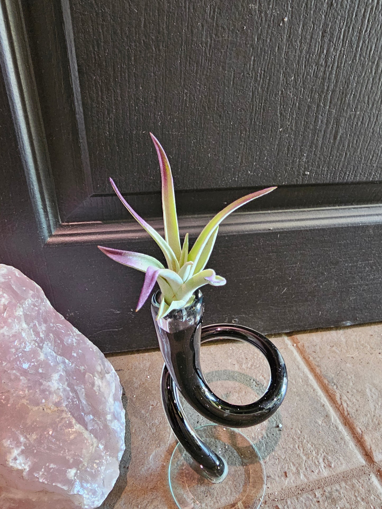 Airplant - Tillandsia Plagiotropica Purple