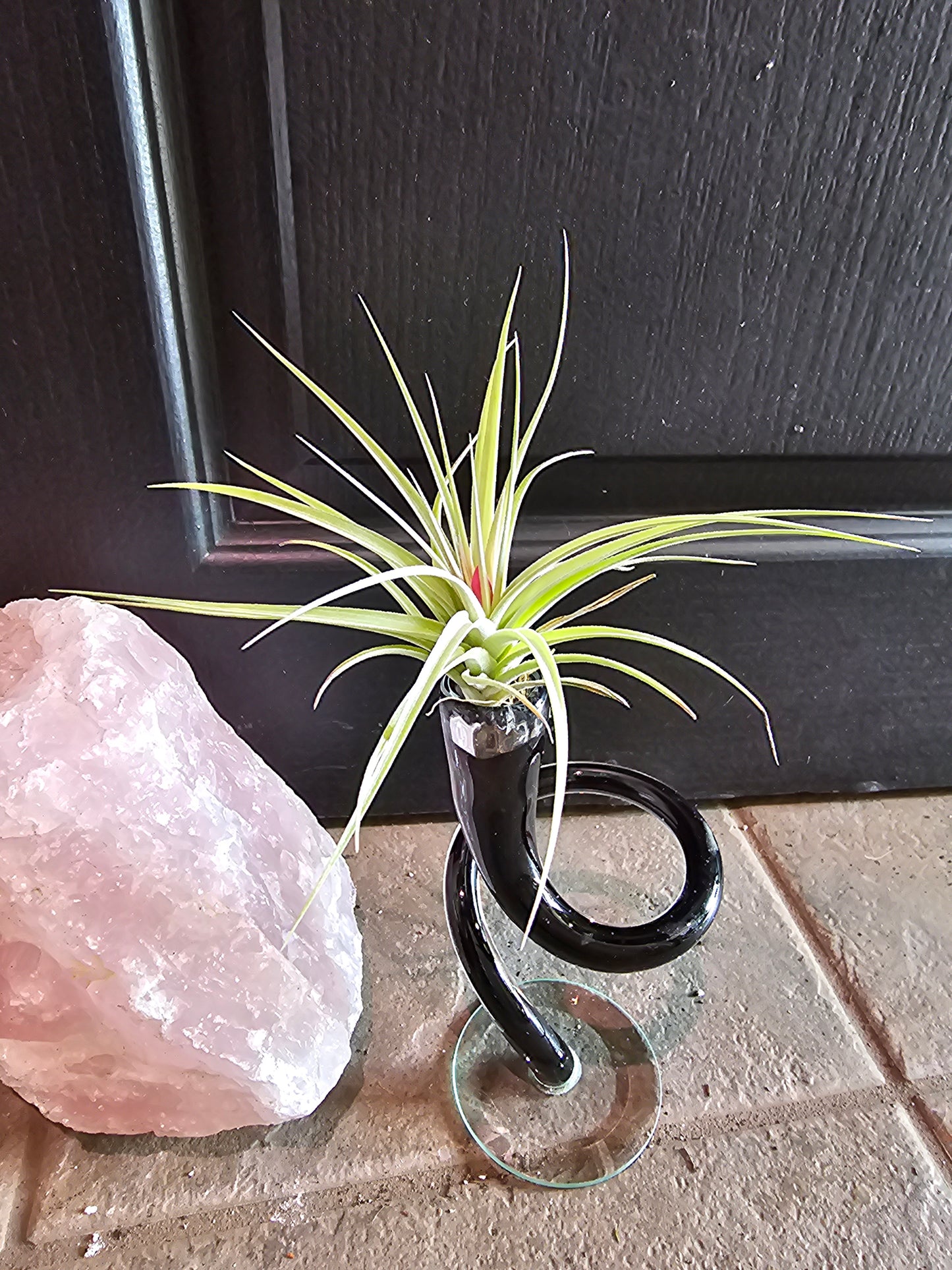 Air Plant- Soft Leaf Stricta