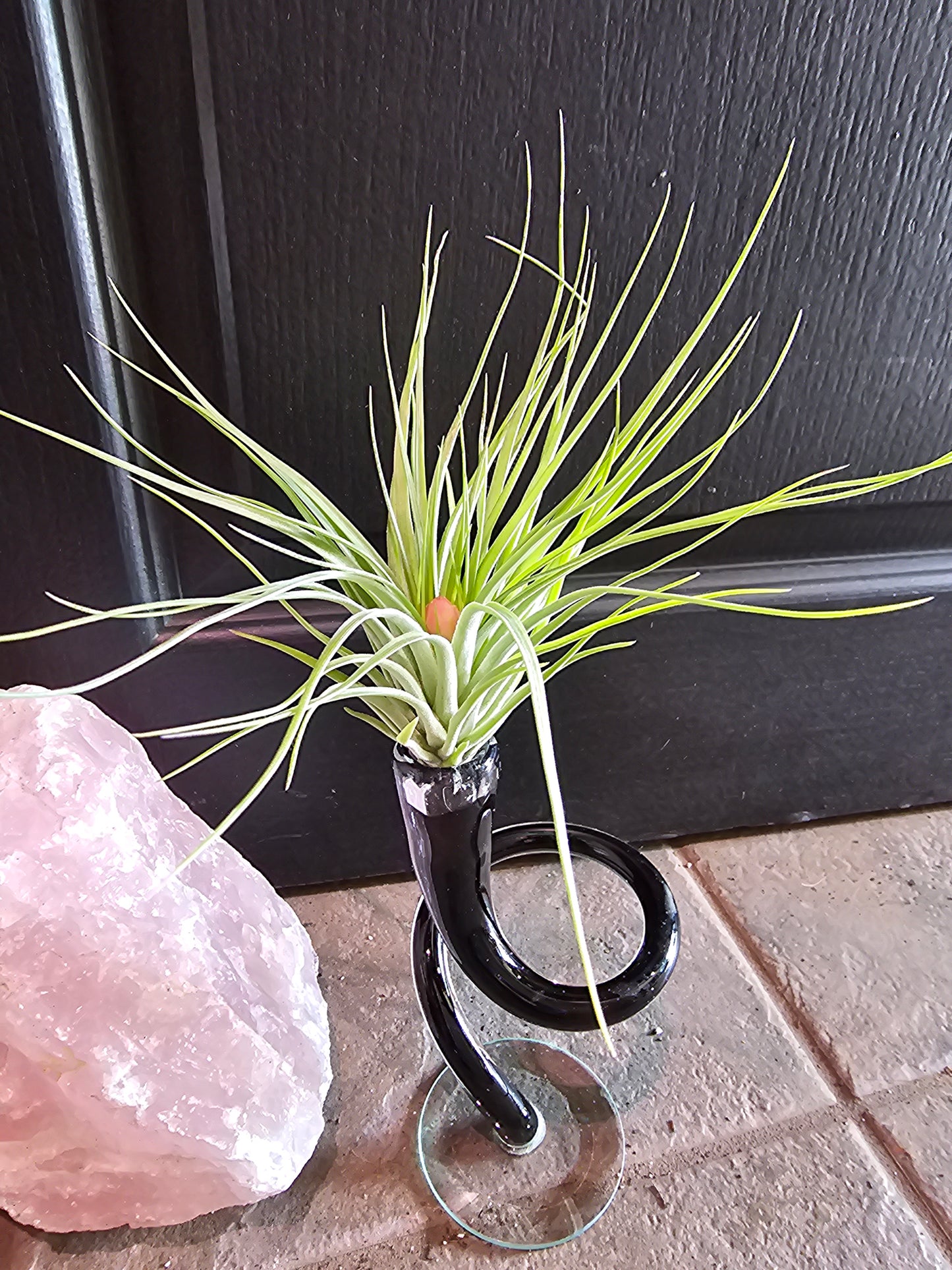 Air Plant- Soft Leaf Stricta