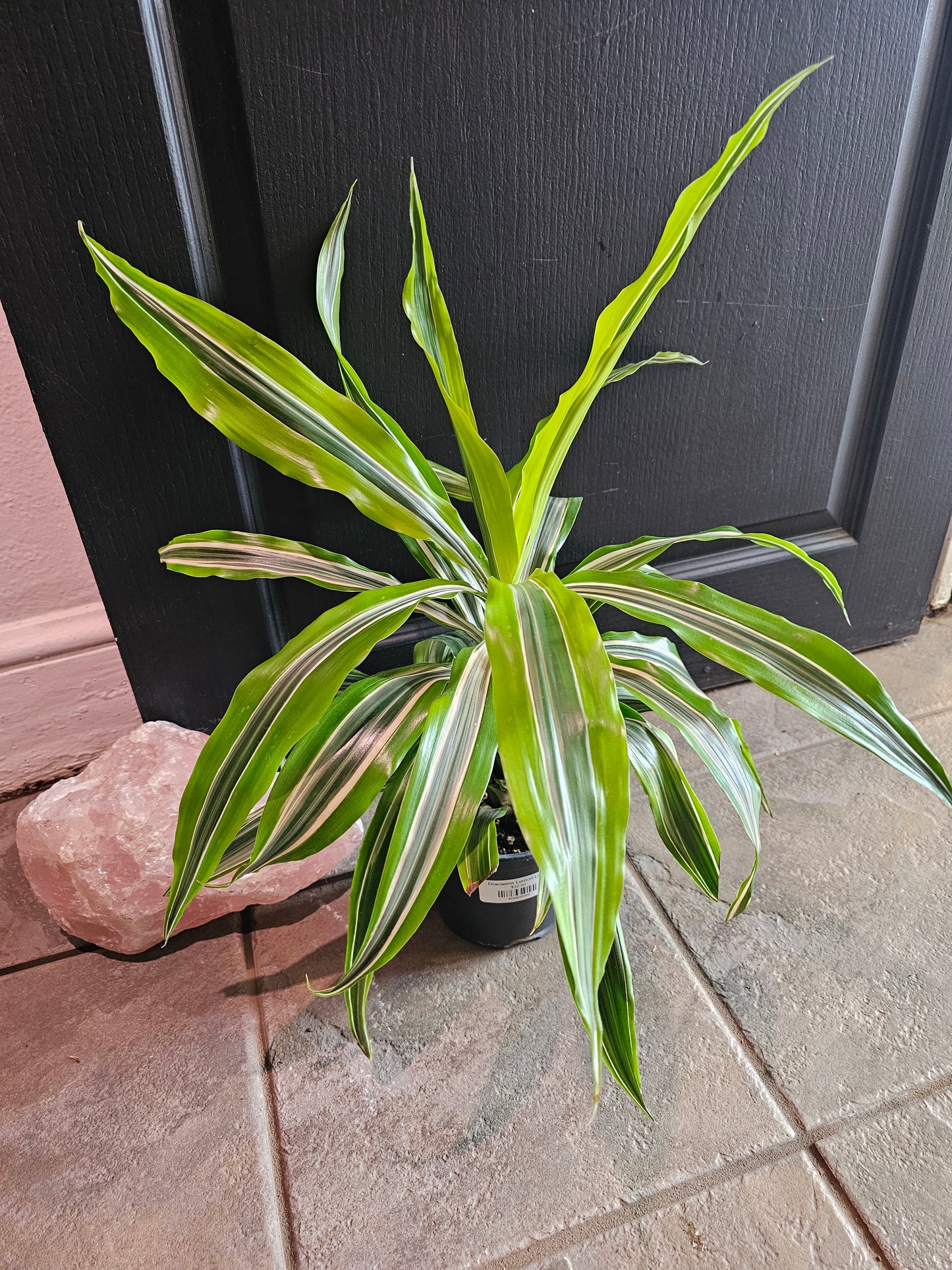 Dracaena Lemon Lime