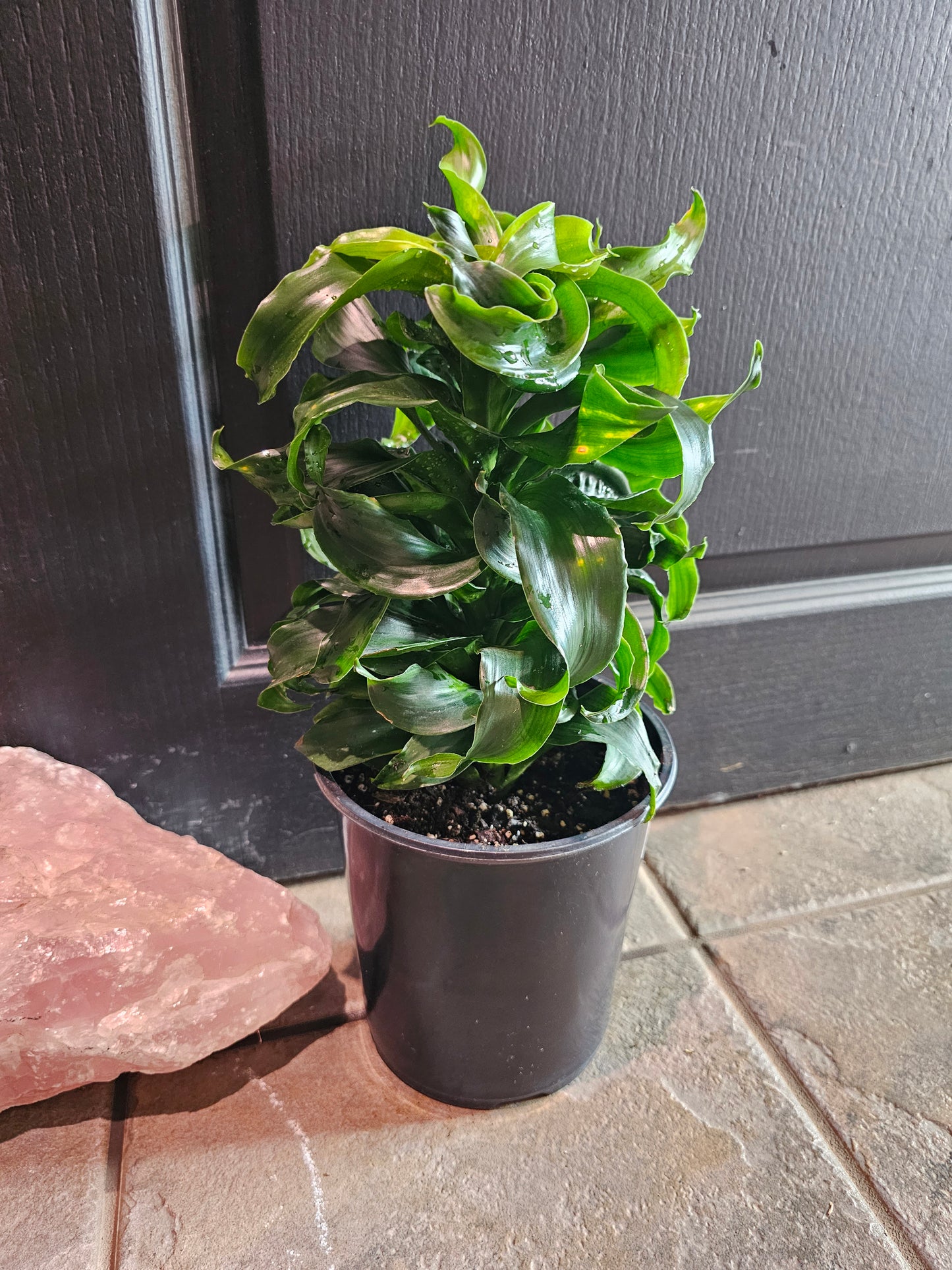 Dracaena Fragrans