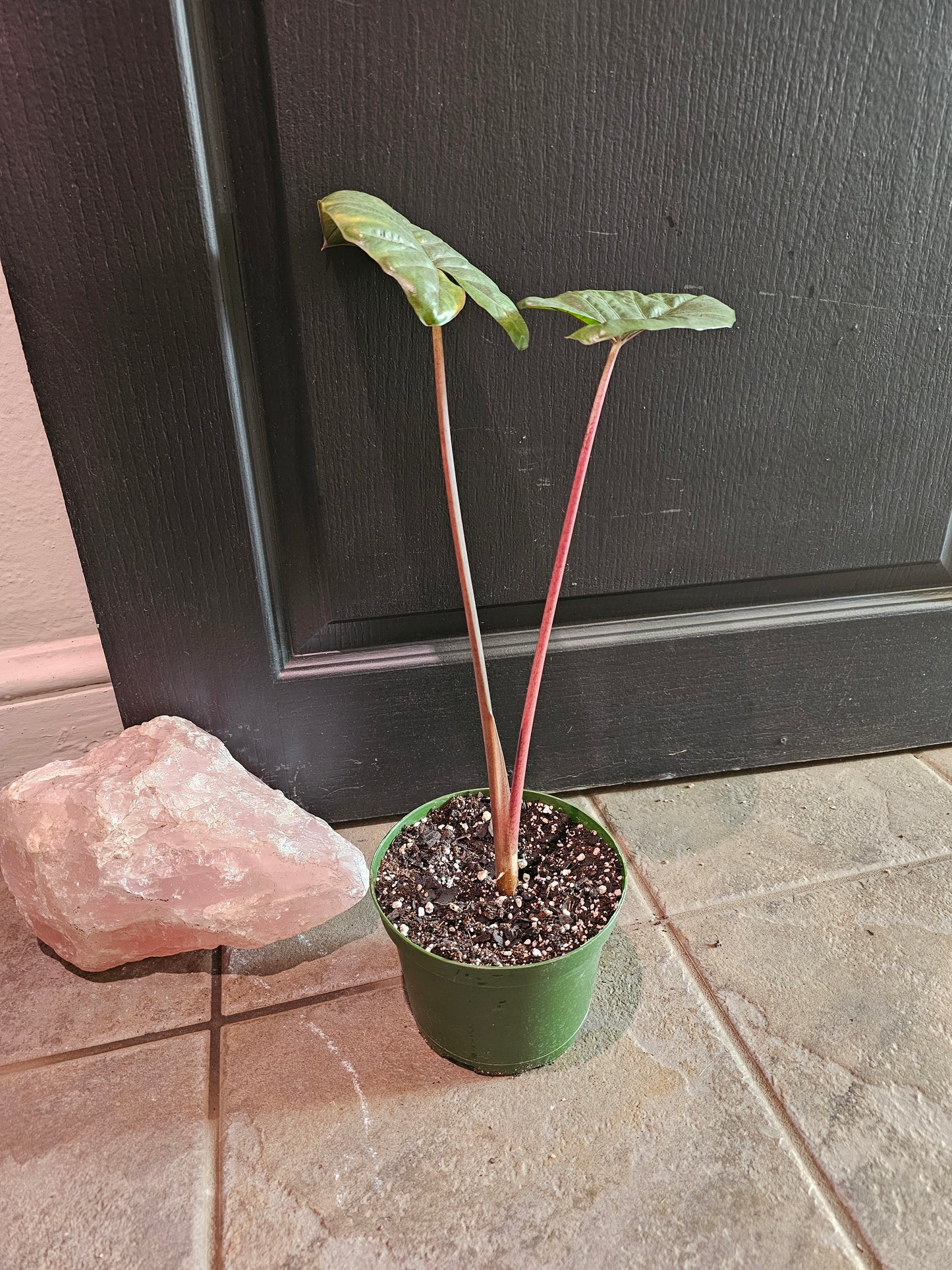 Alocasia Yucatan Princess