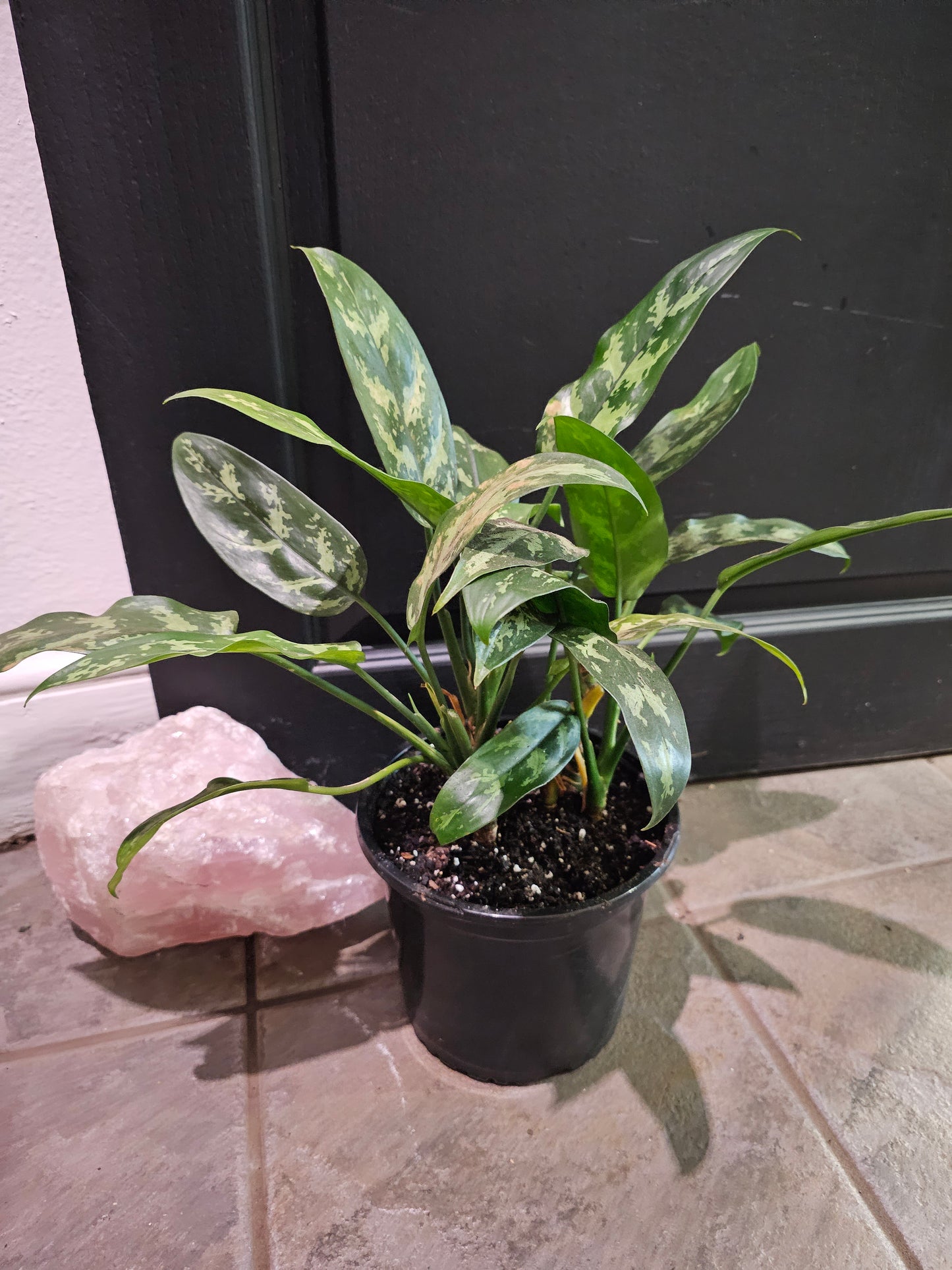 Aglaonema 'Maria'