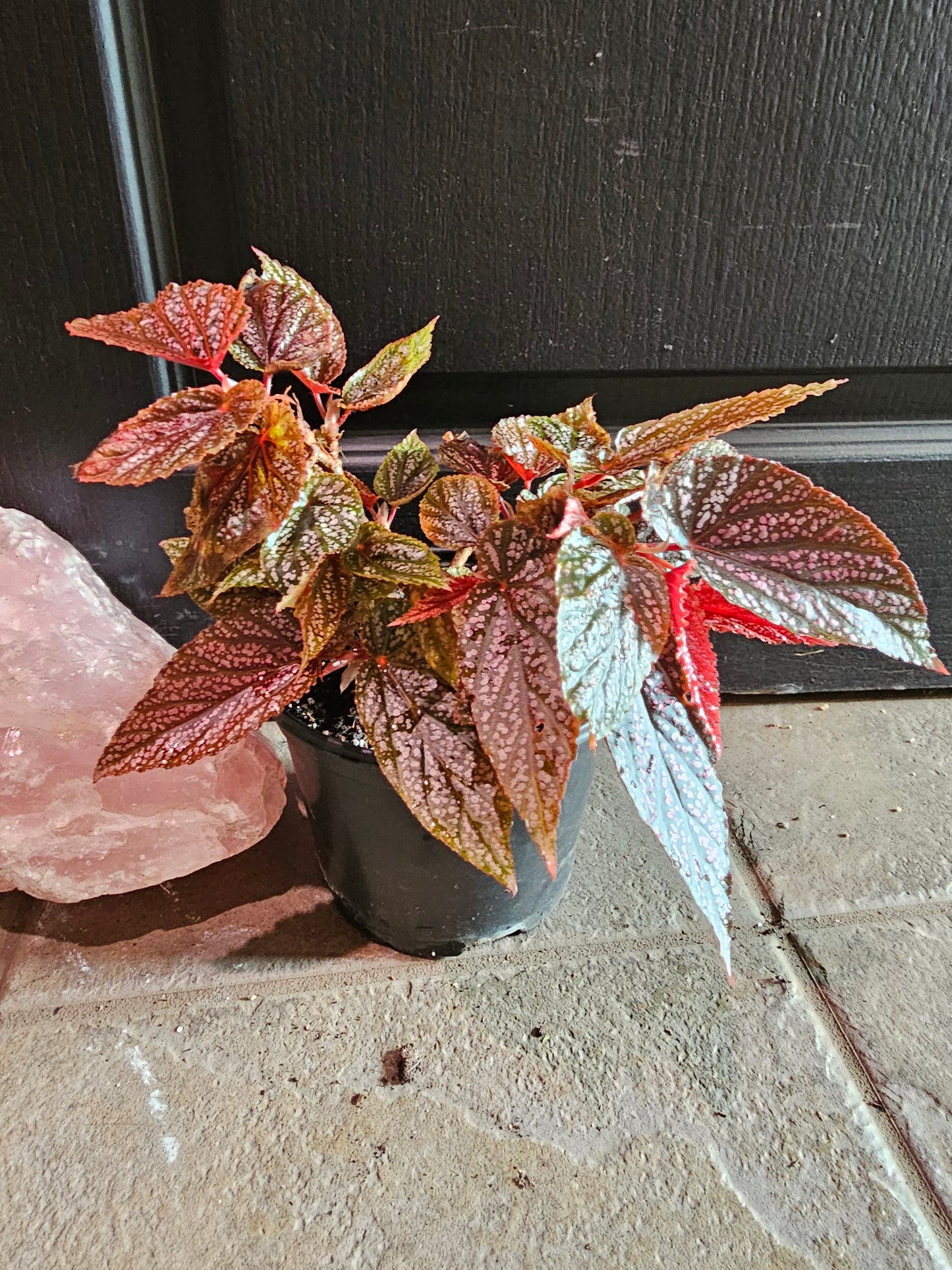 Angle Wing Begonia 'Pink Mink'