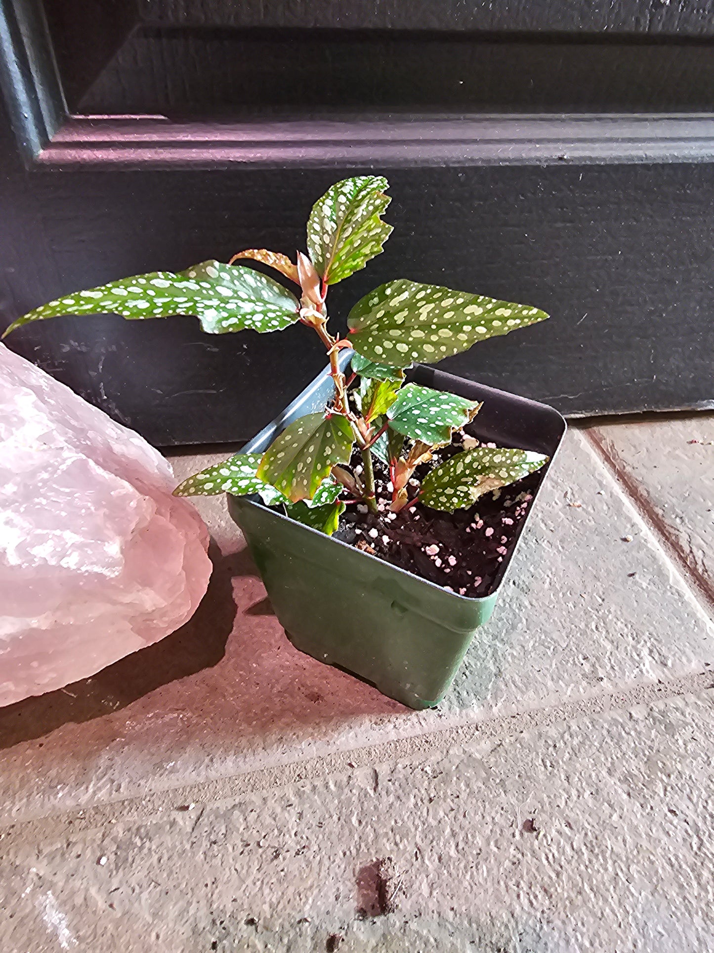 Angle Wing Begonia 'Pink Mink'