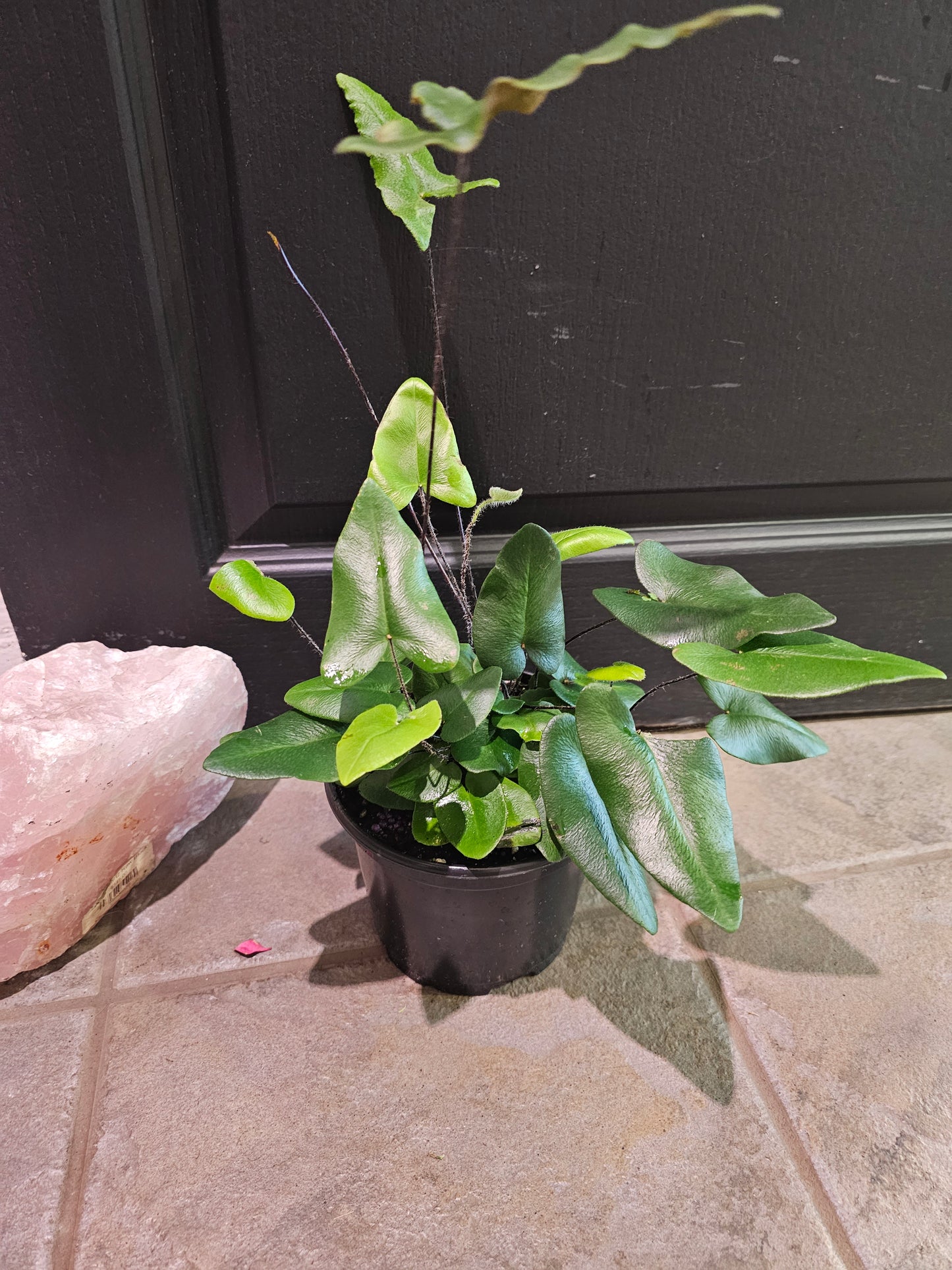 Heart Leaf Fern