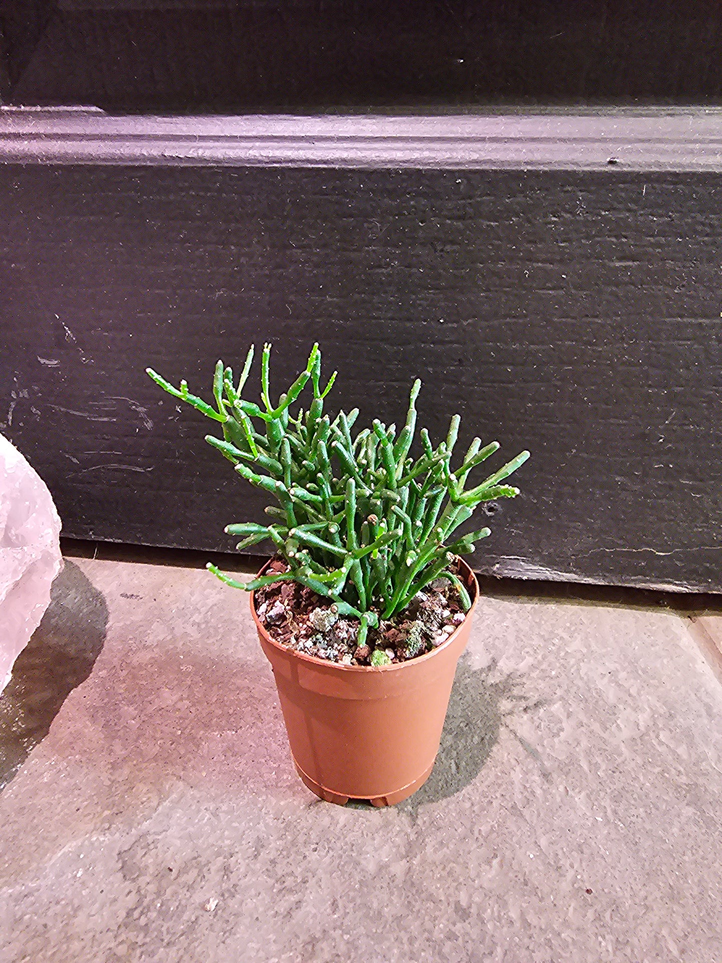 Rhipsalis