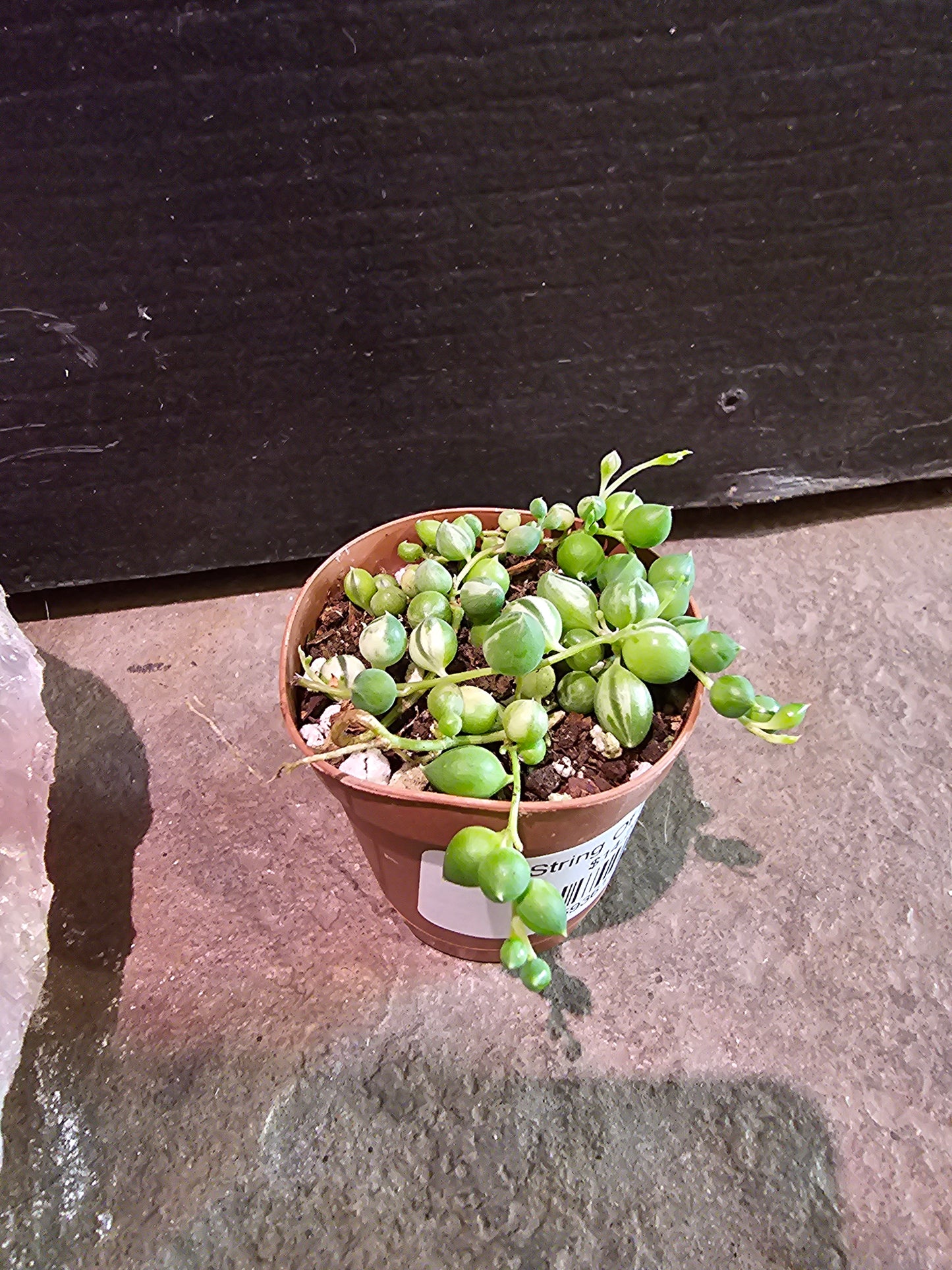 String Of Pearls