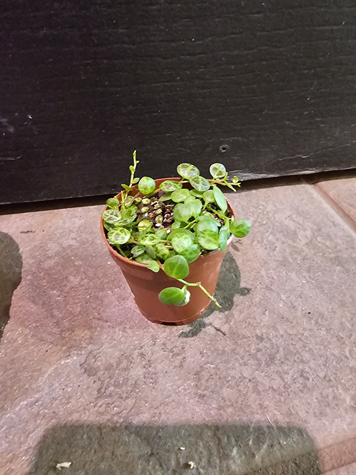 String of Turtles