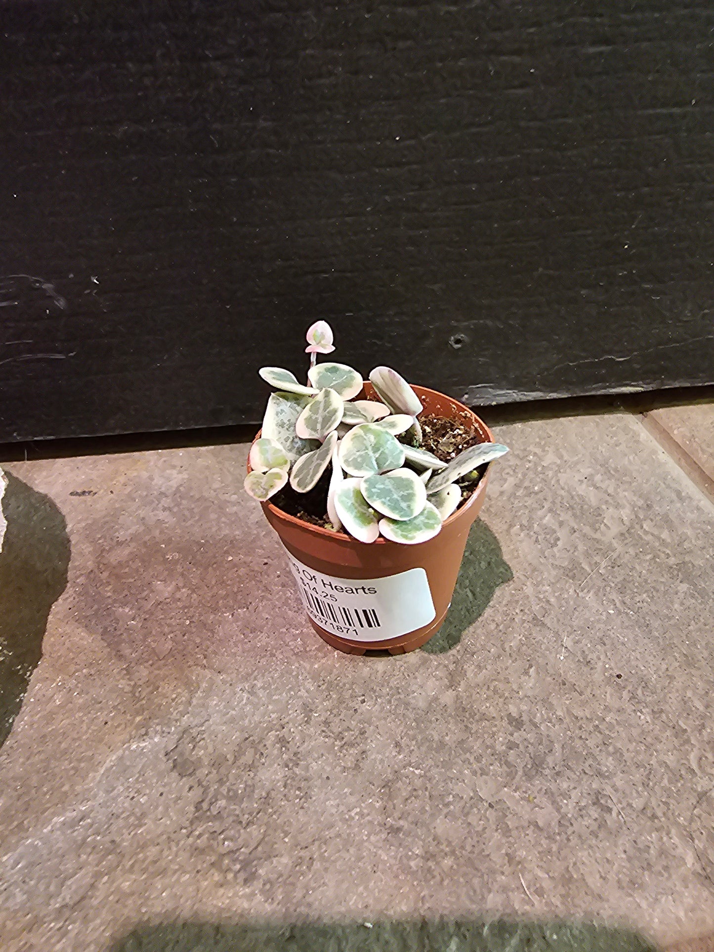 String Of Hearts