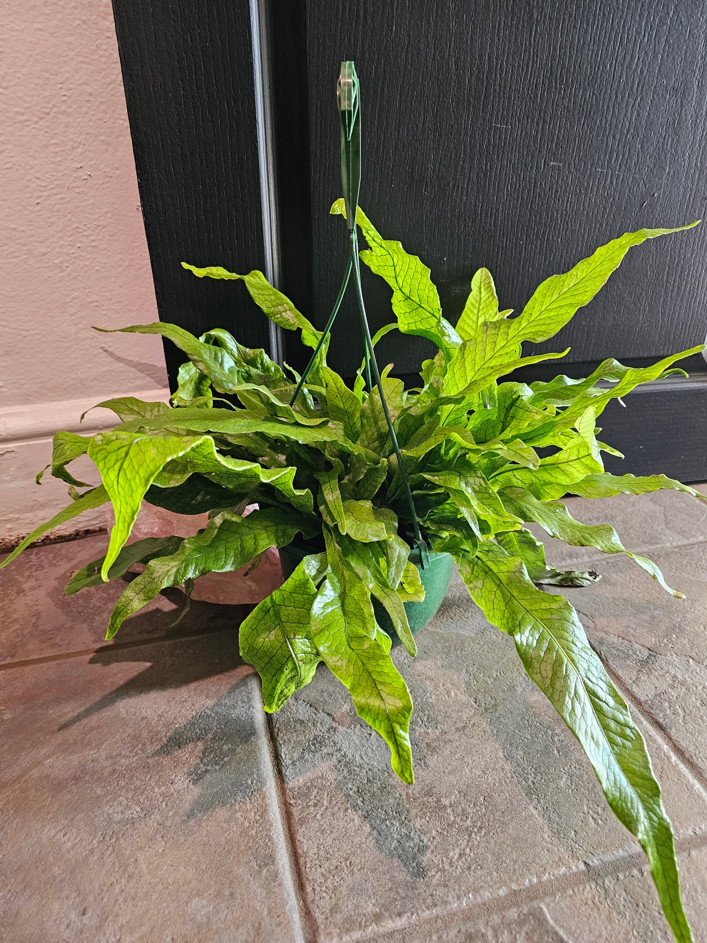 Crocodile Fern
