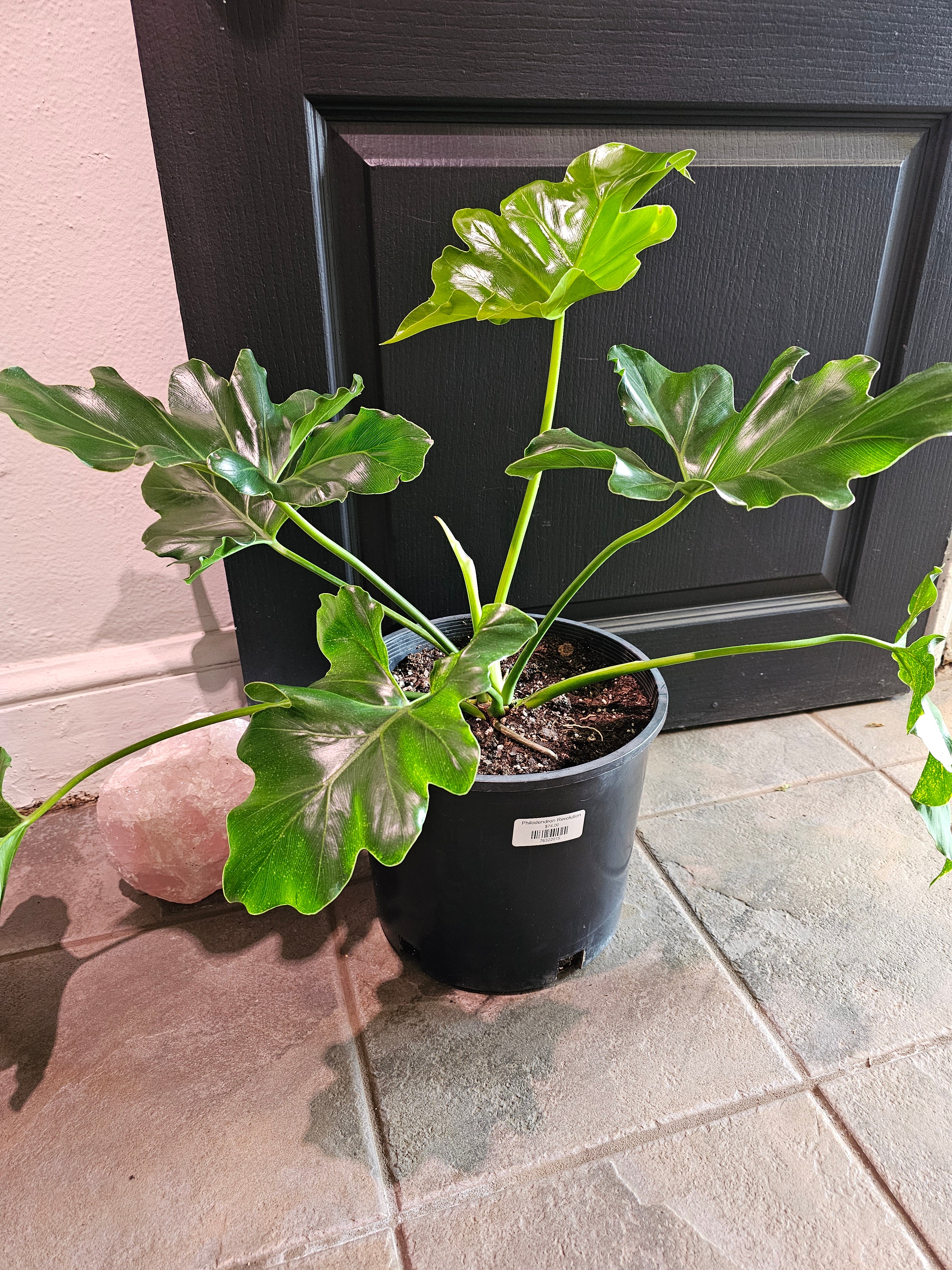 philodendron revolution plant Philodendron Revolution – Chlorophyll