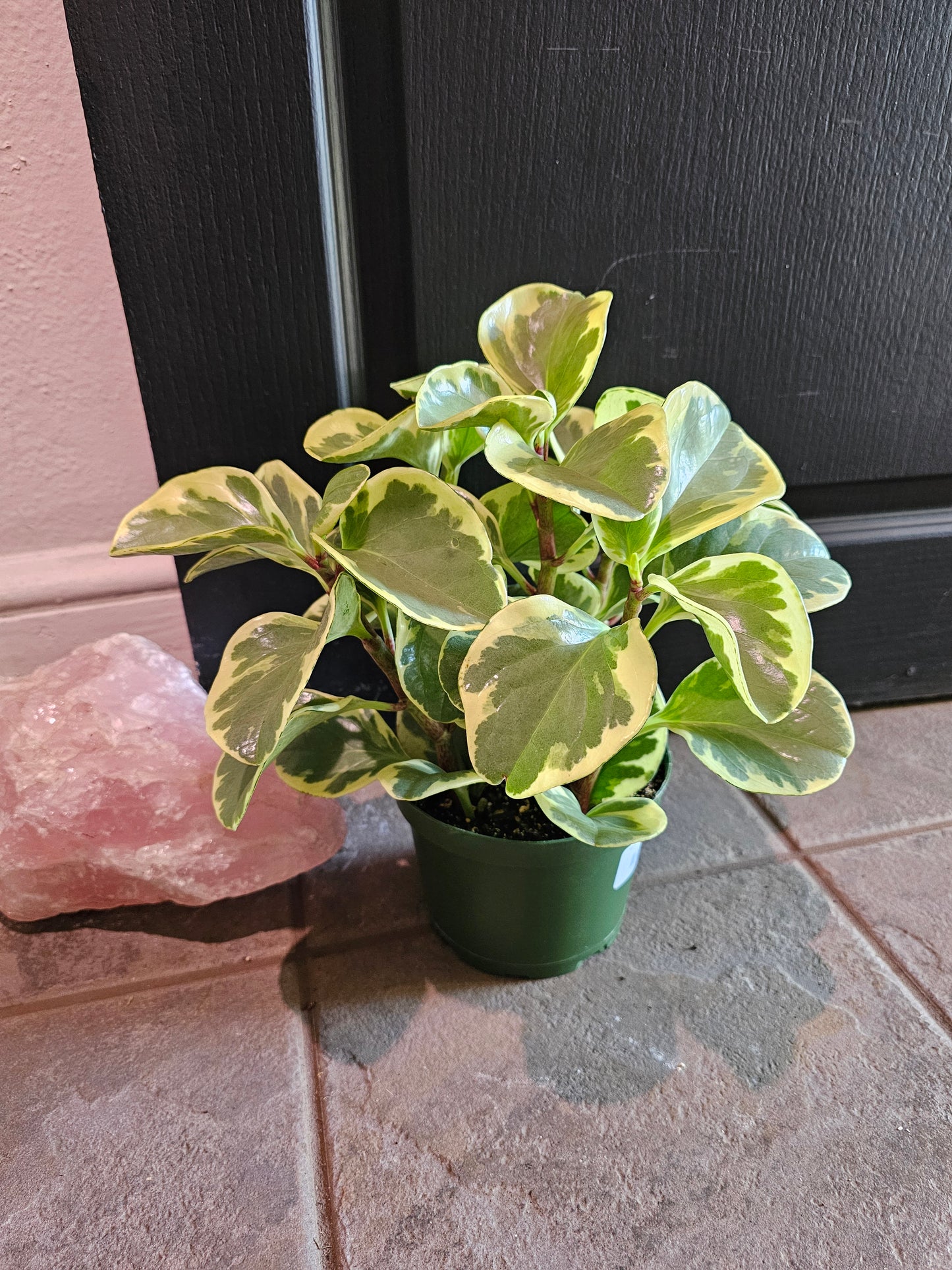 Peperomia Obtusifolia 'Albo Marginata'