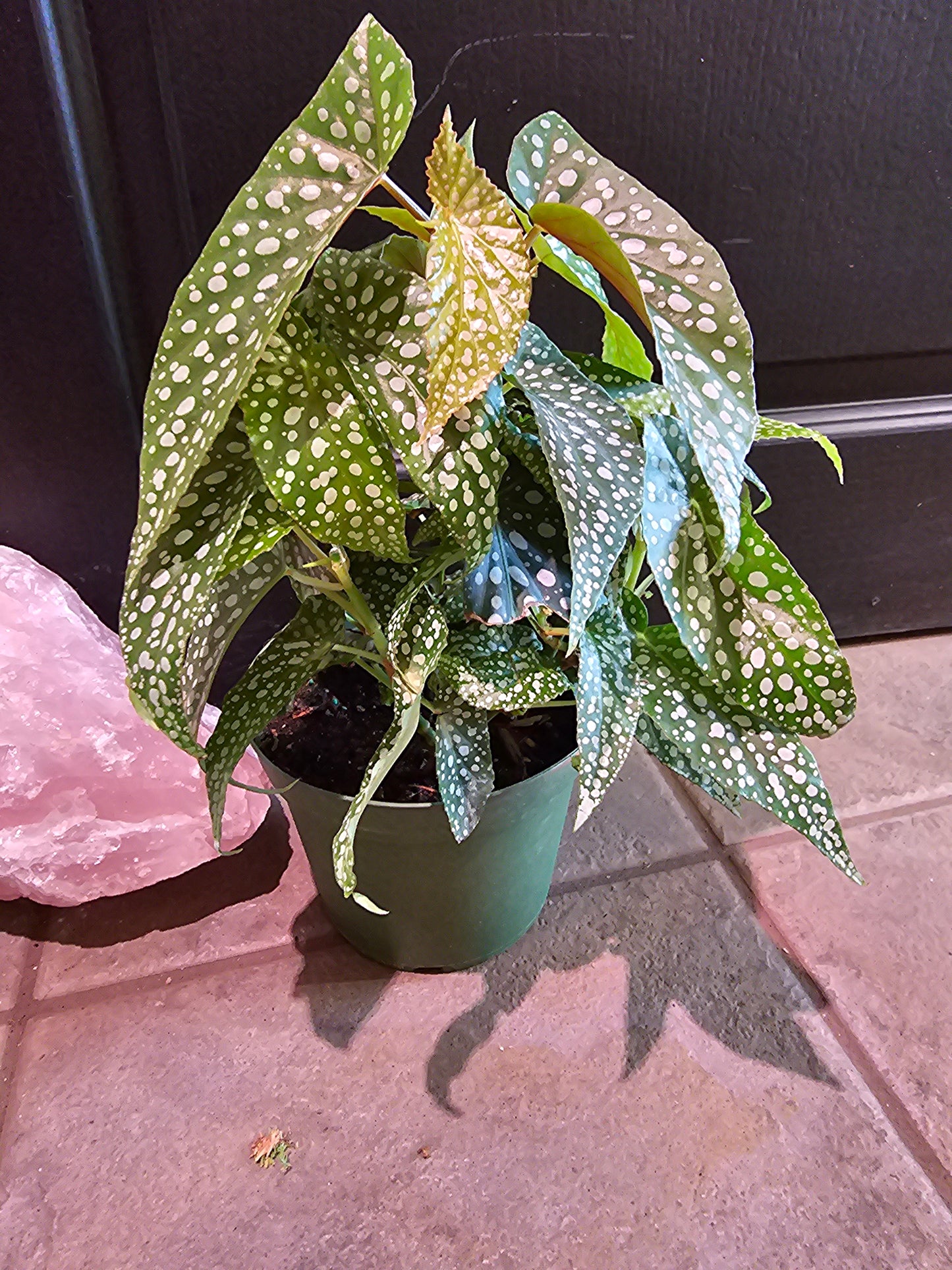 Angle Wing Begonia 'Wightii'