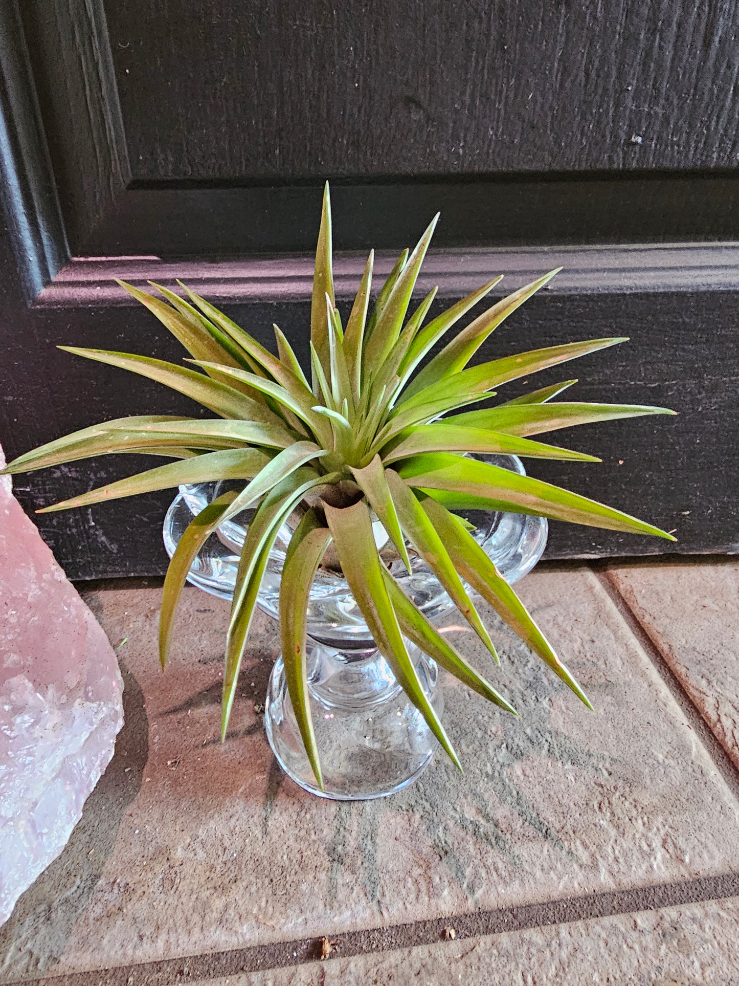 Air Plant - Tillandsia Velutina