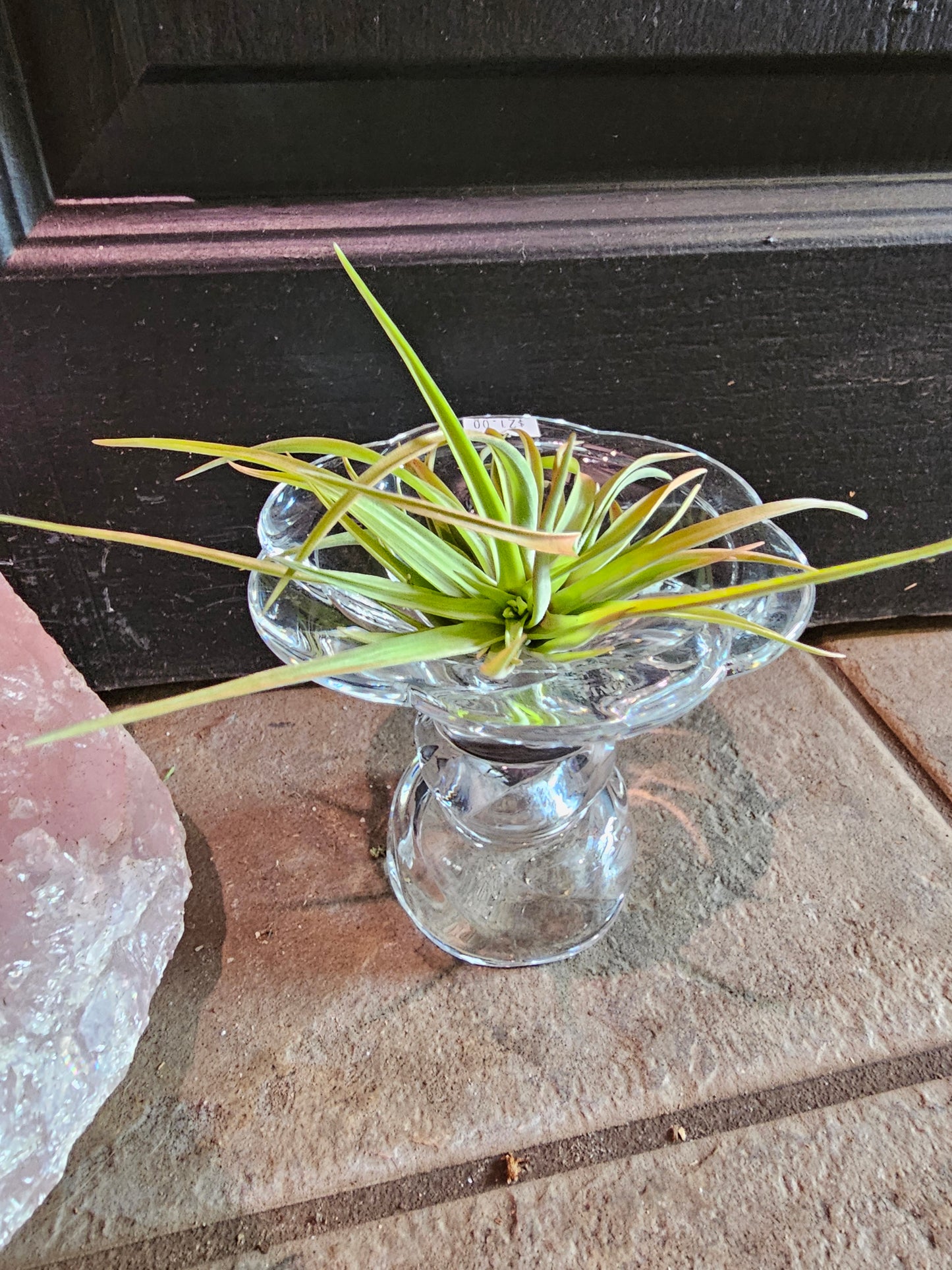 Air Plant - Tillandsia Velutina