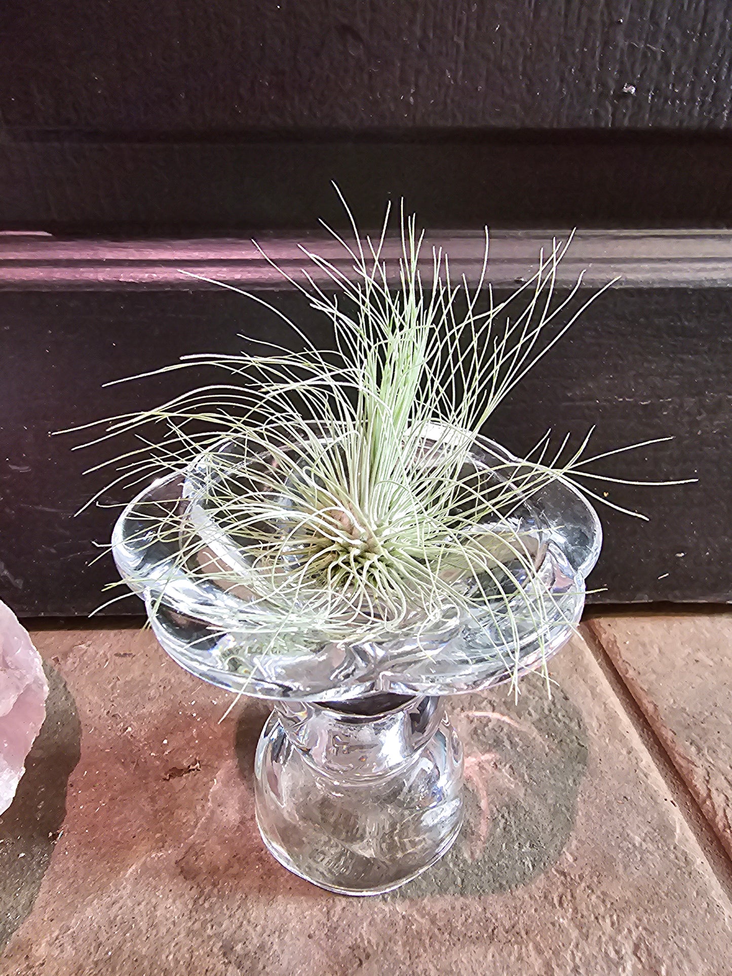 Air Plant - Tillandsia Fuchsii