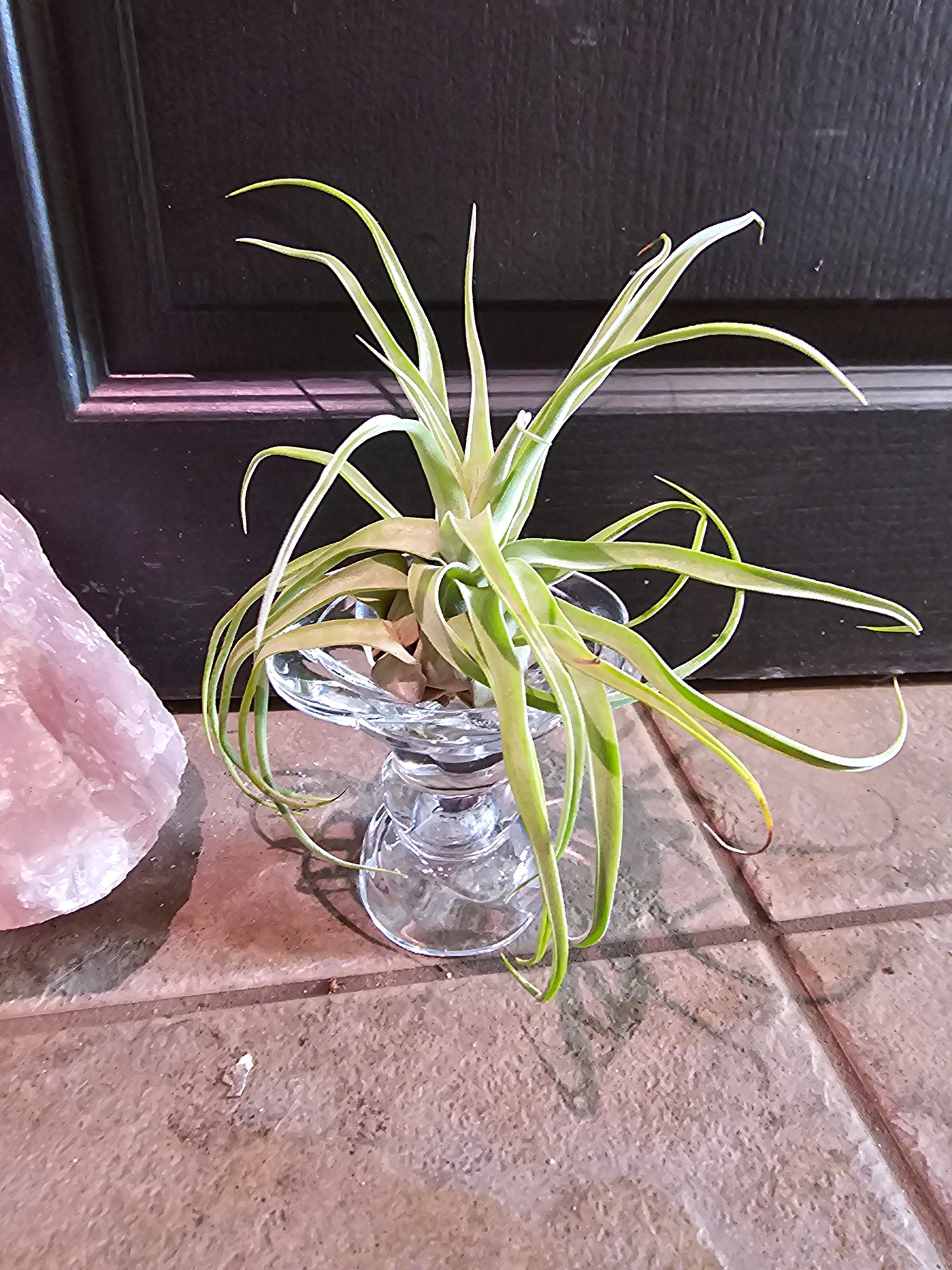 Air Plant - Tillandsia Streptophylla