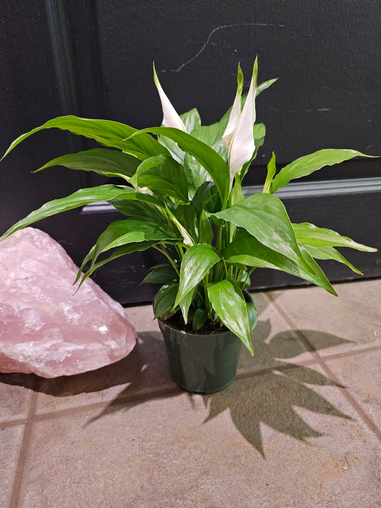 Peace Lily