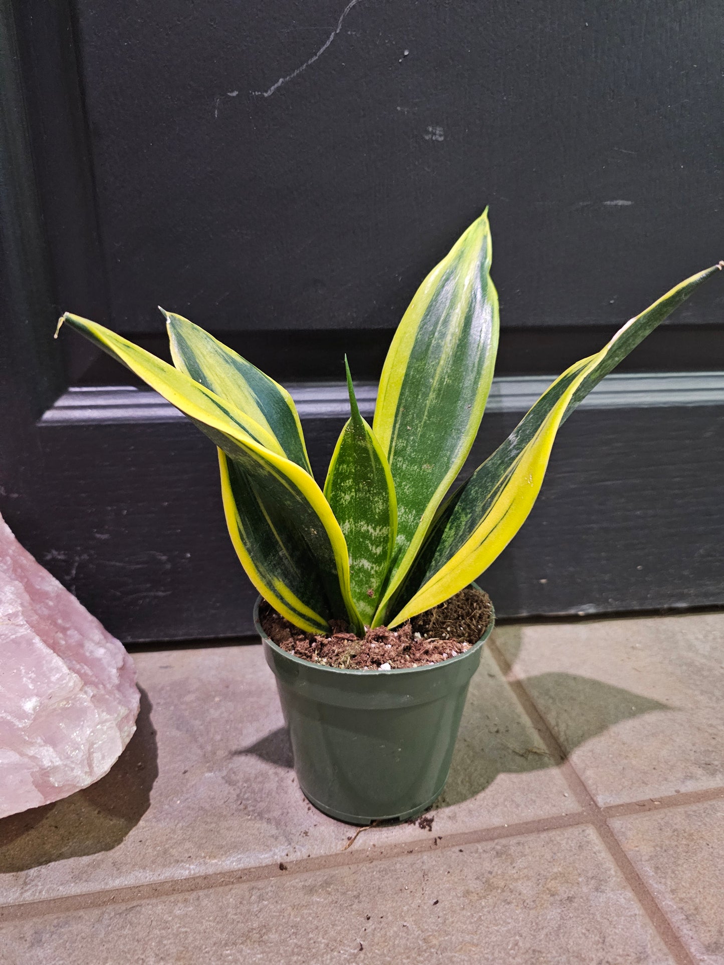 Sansevieria Golden Flame