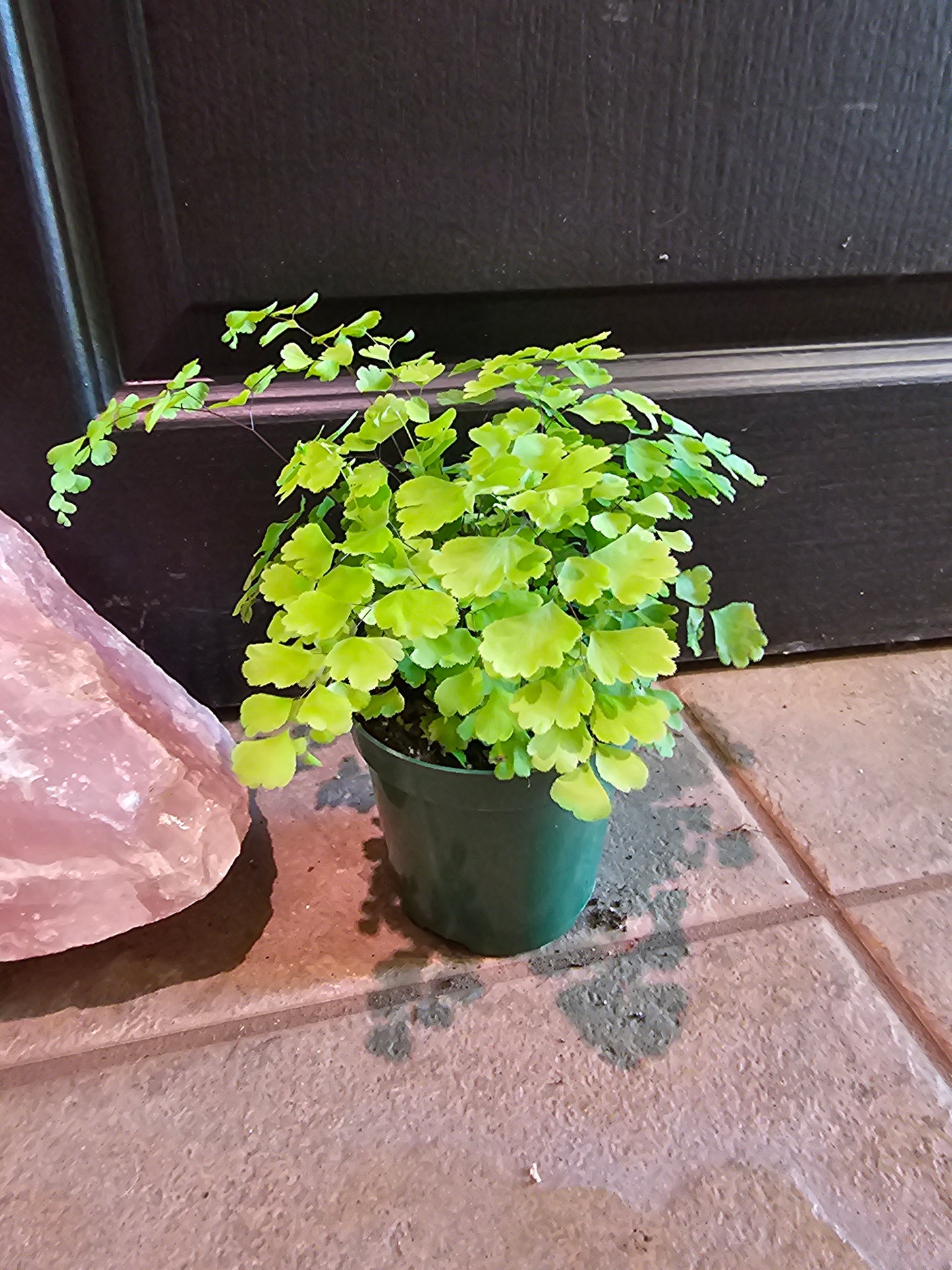 Maidenhair Fern