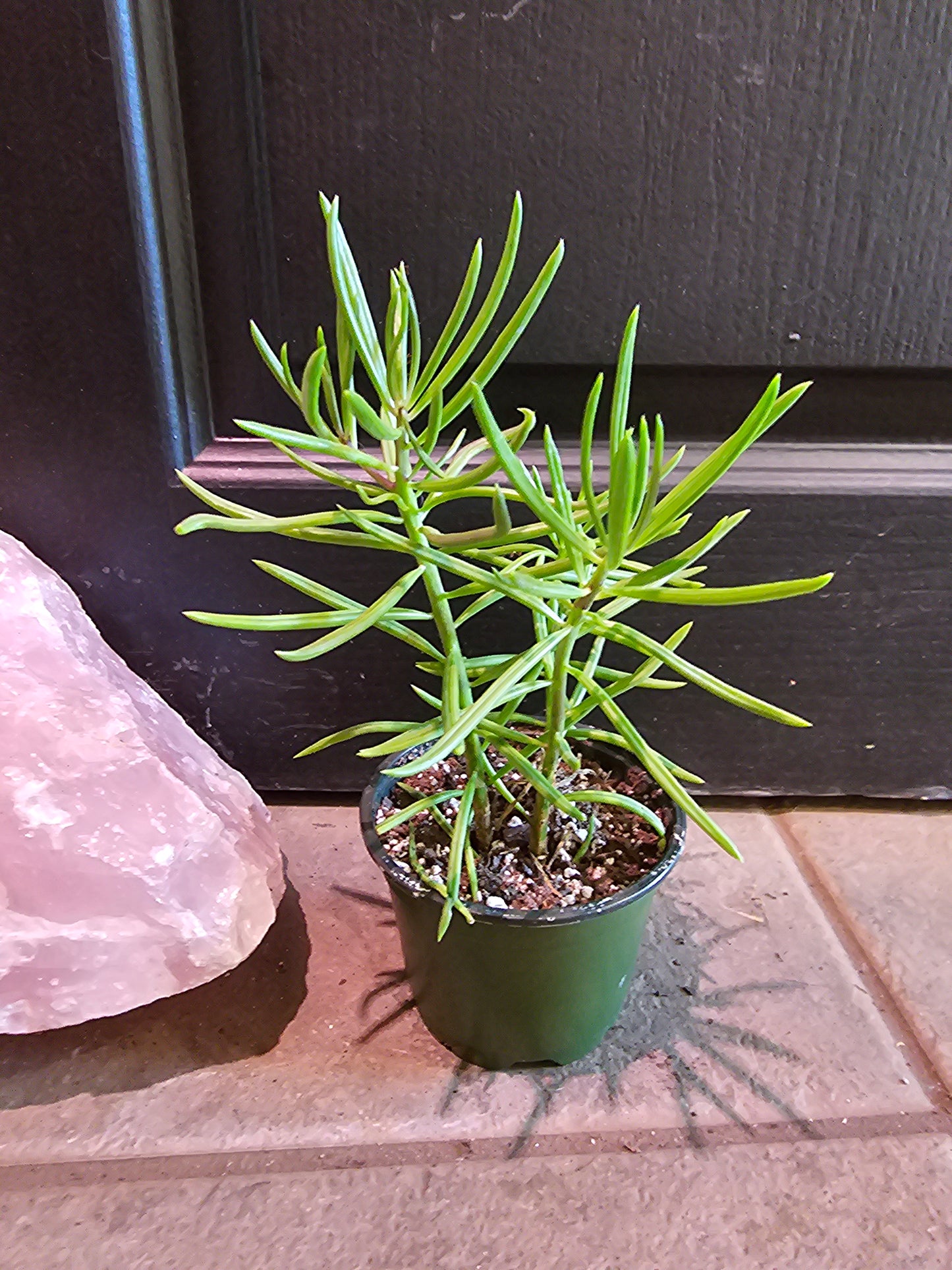 Senecio Barbertonicus