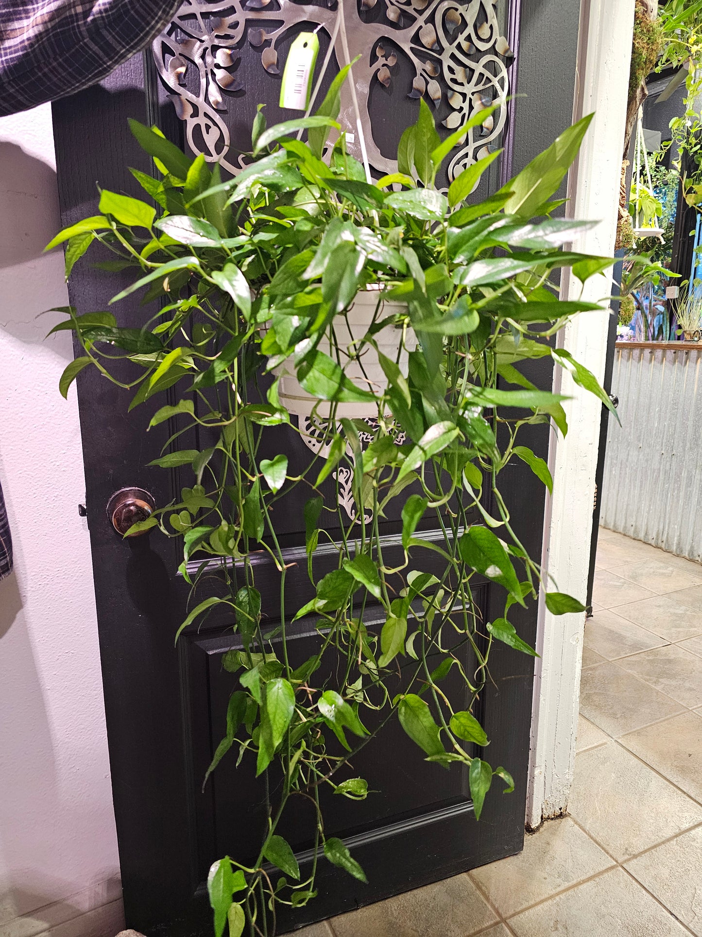Epipremnum Pinnatum 'Skeleton Key'
