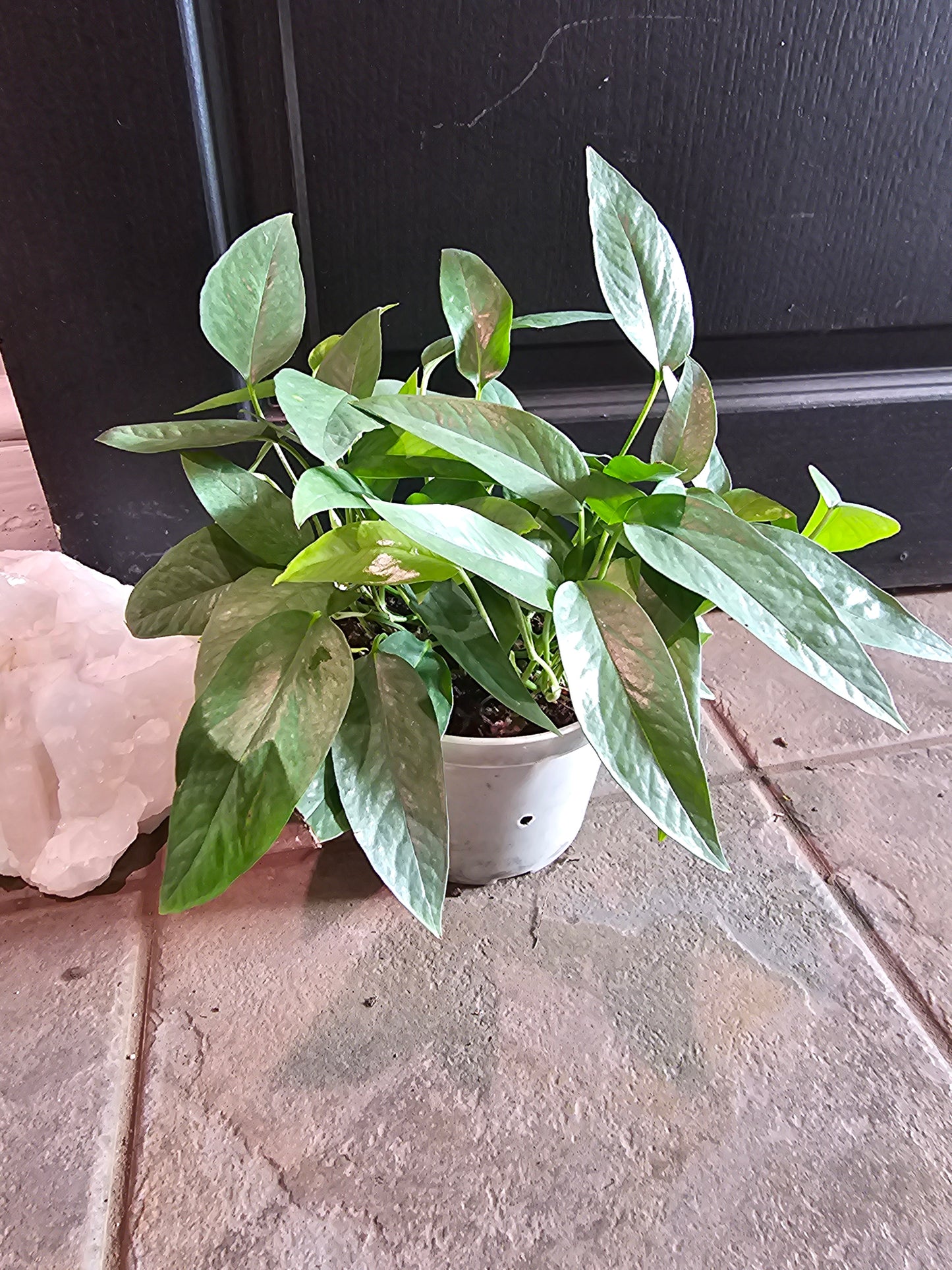 Cebu Blue Pothos