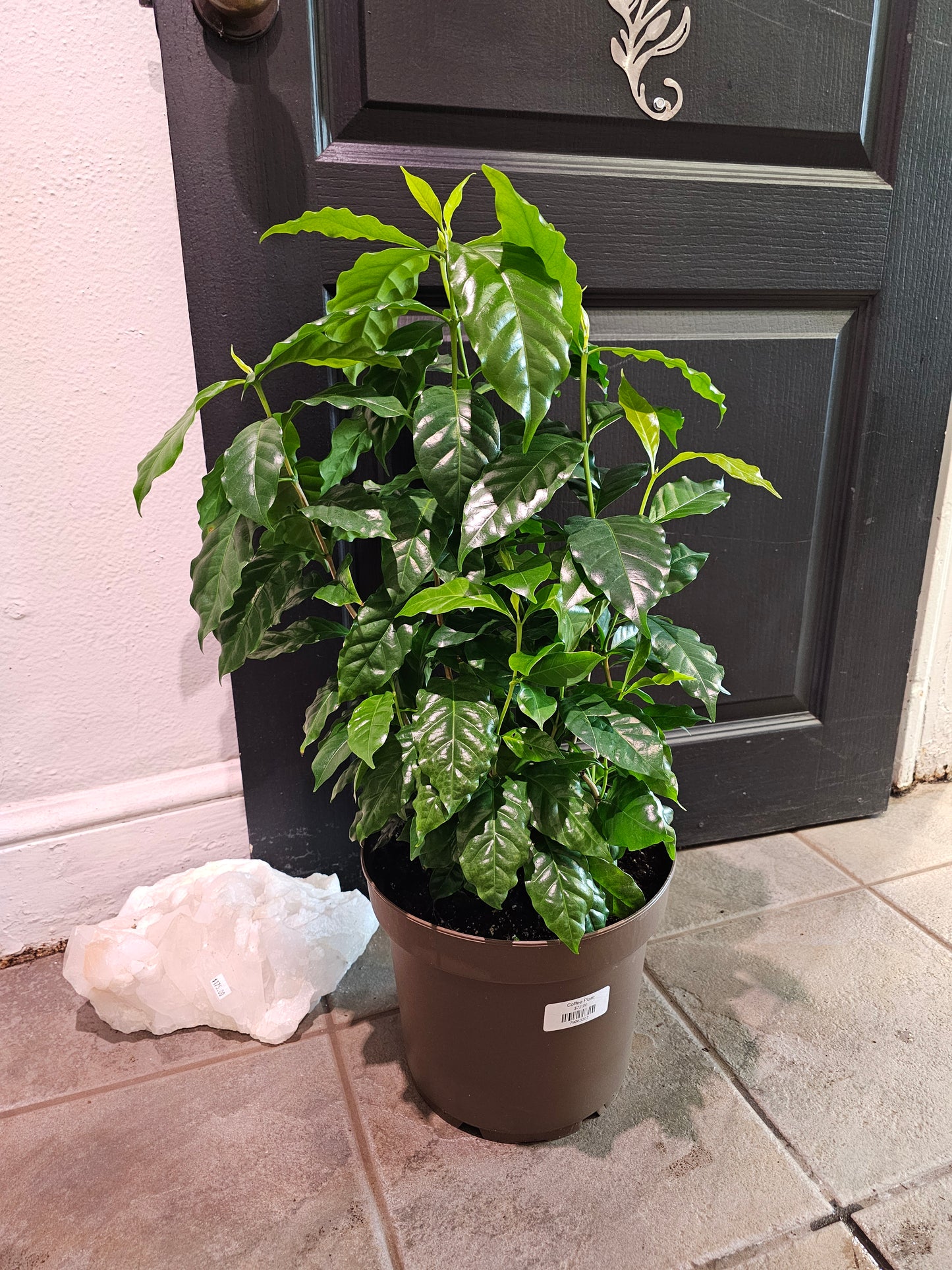 Coffee Plant