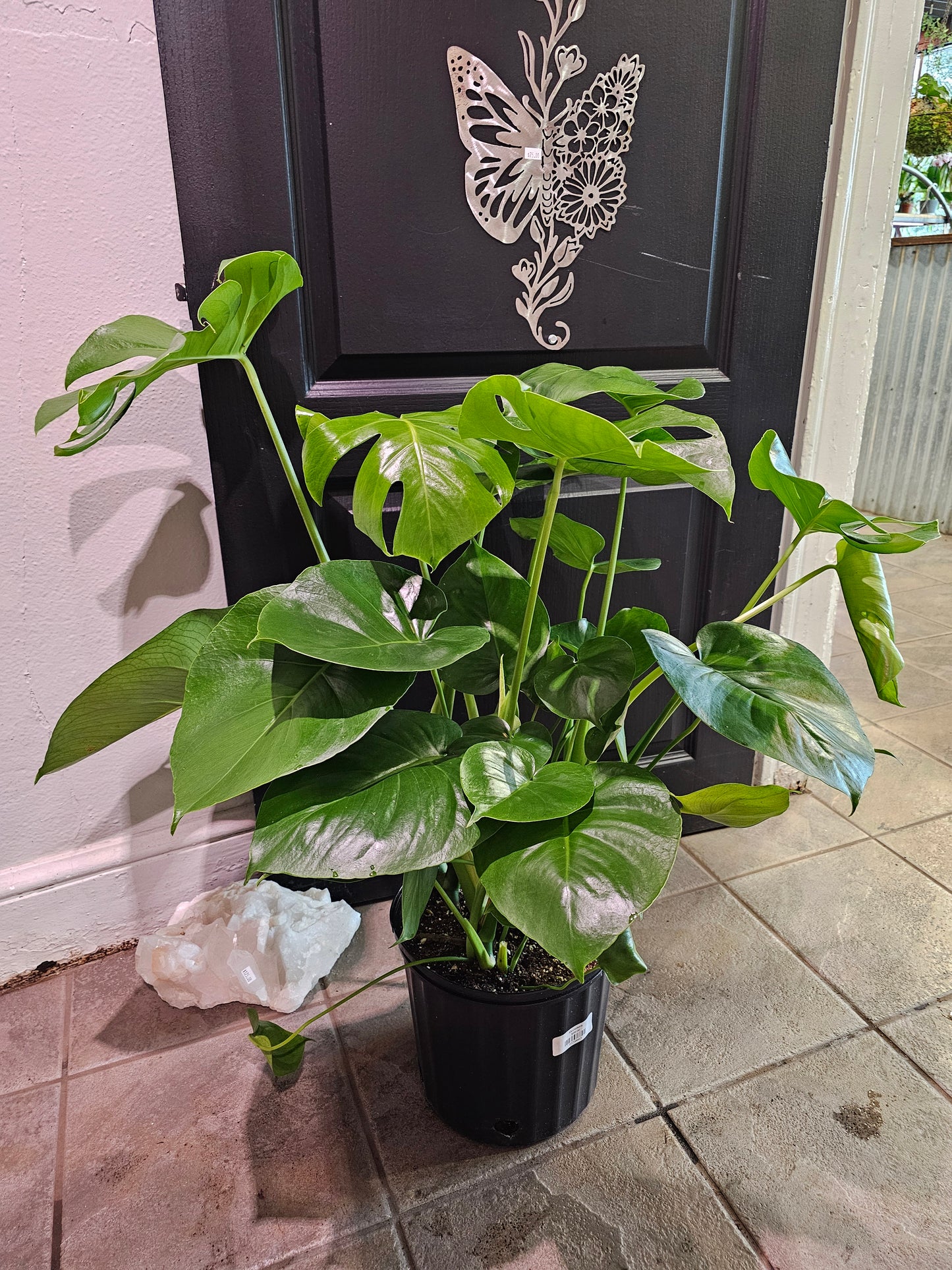 Monstera Deliciosa
