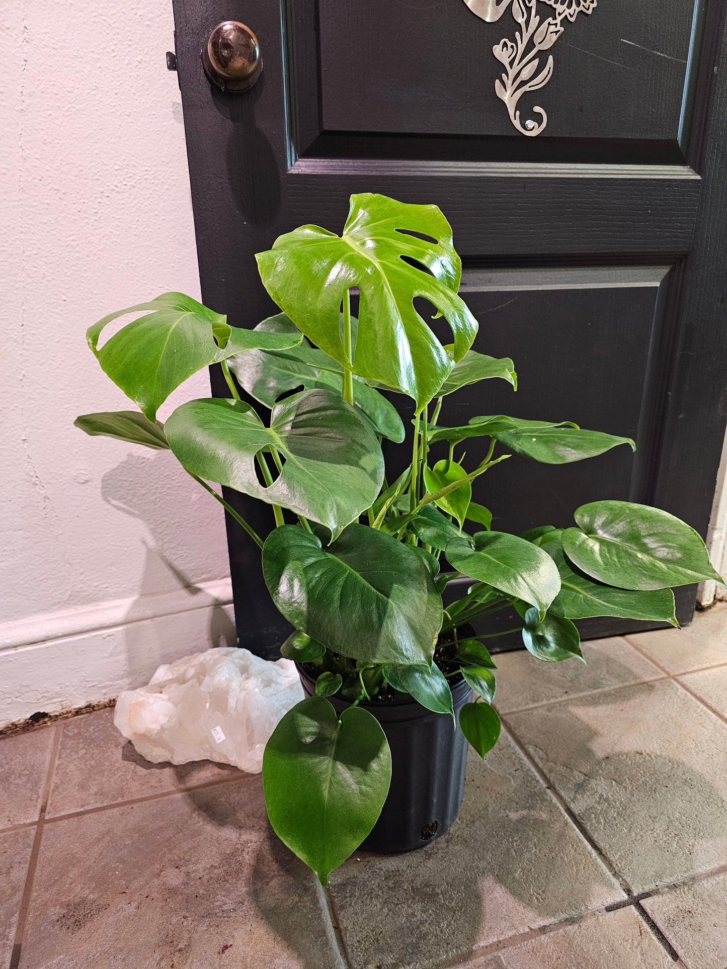 Monstera Deliciosa